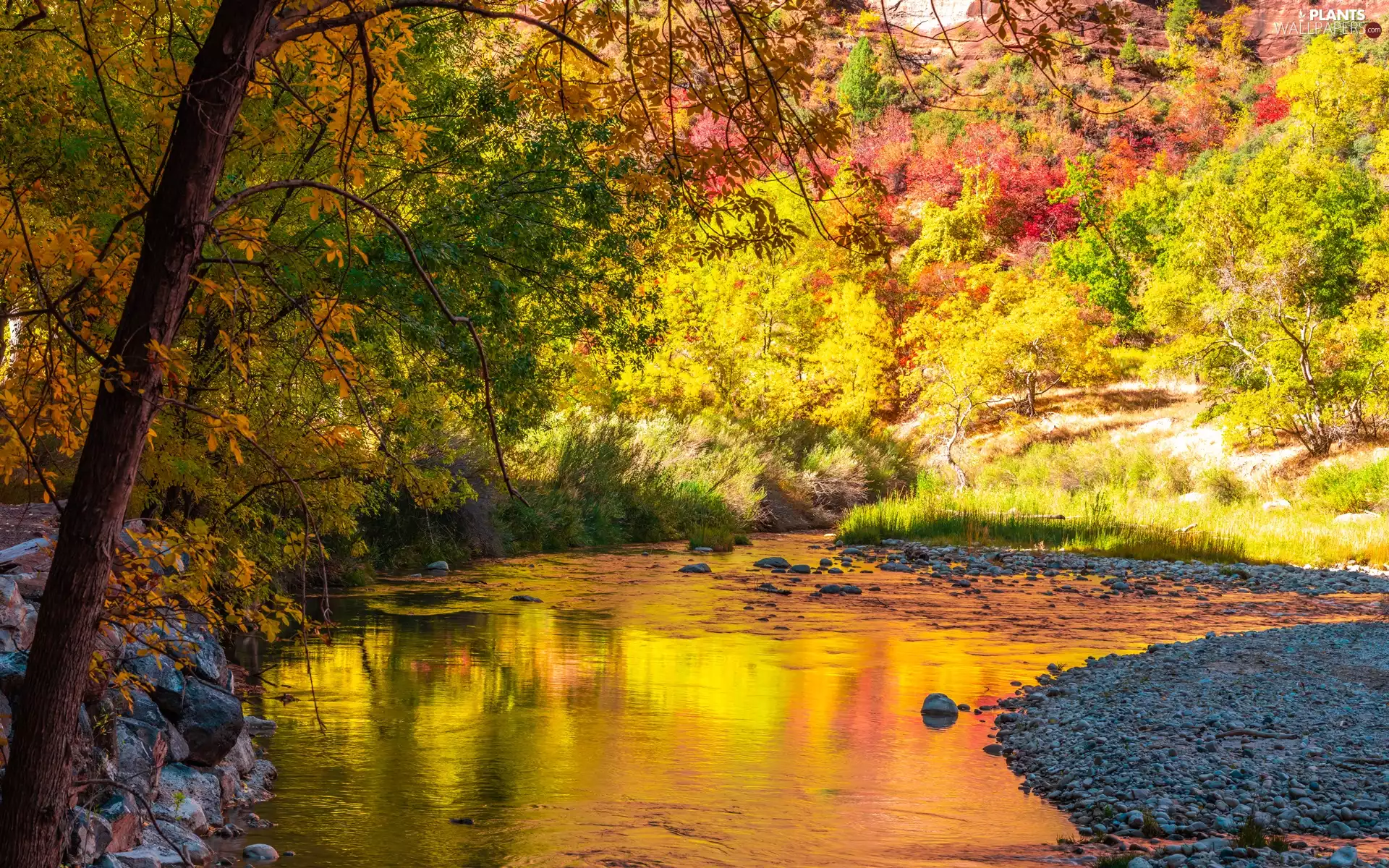 River, trees, VEGETATION, autumn, Stones, viewes