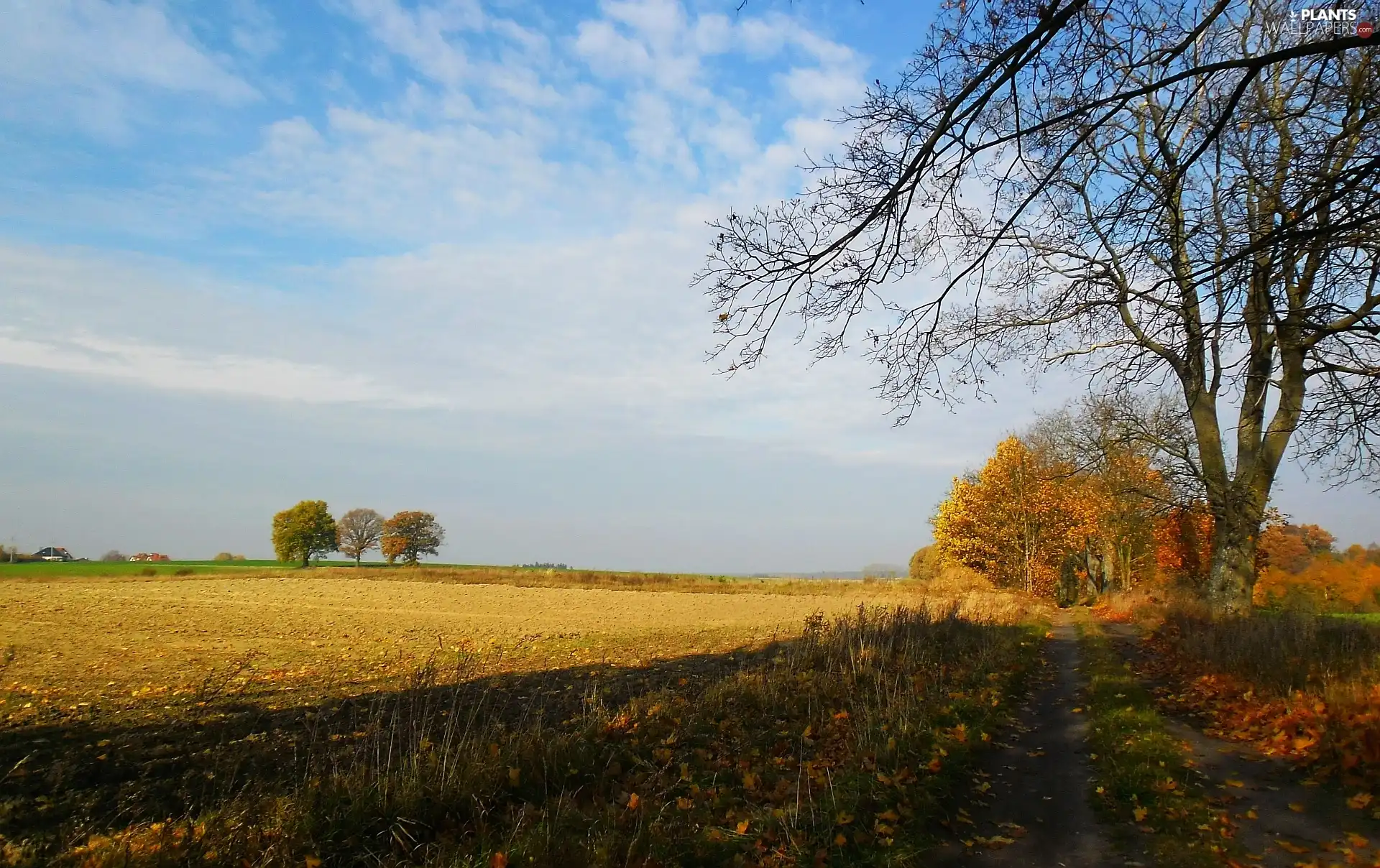 autumn, Field, Way