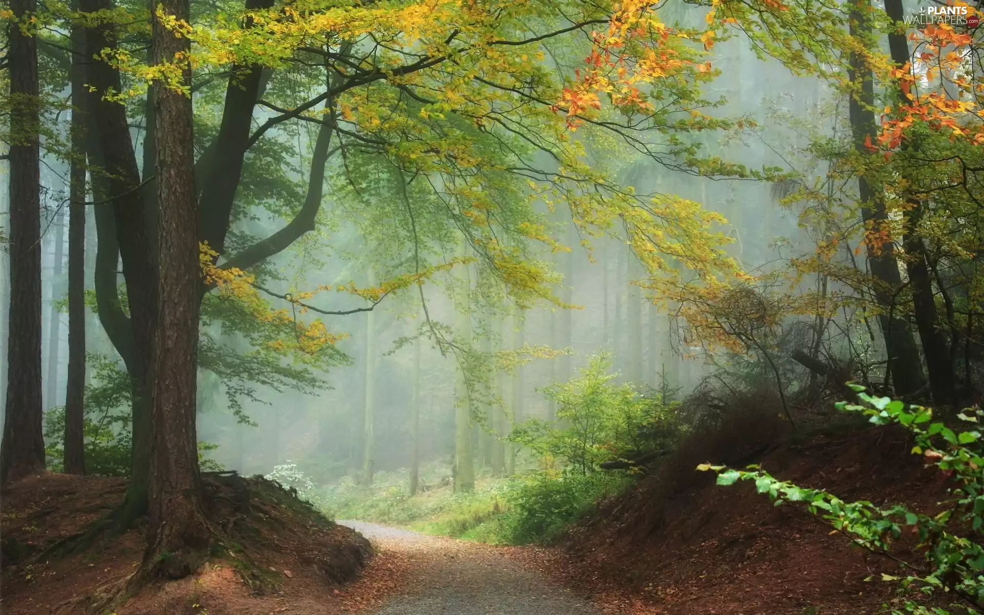 Fog, autumn, Way, Leaf, forest