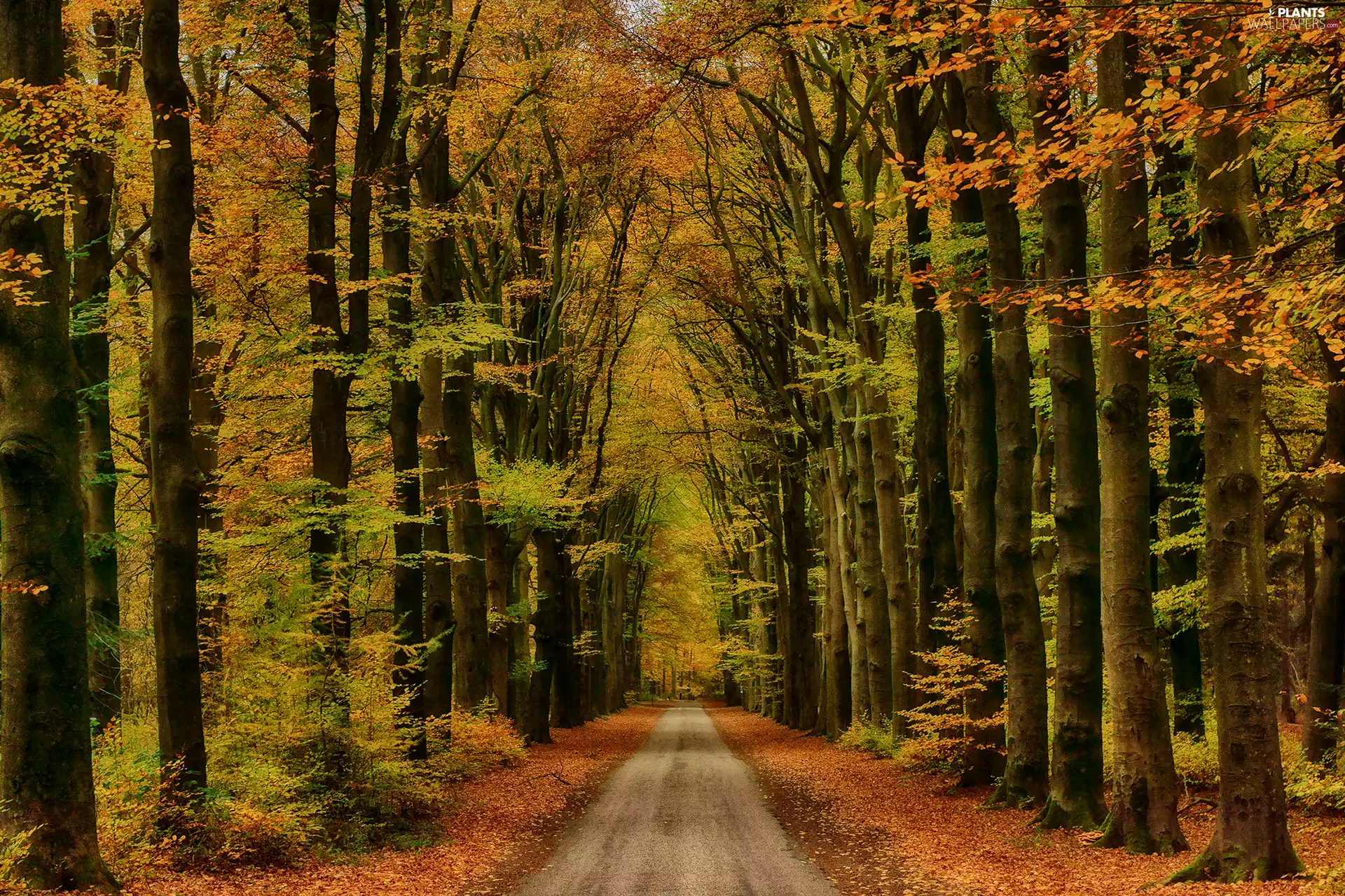 viewes, autumn, Way, trees, forest