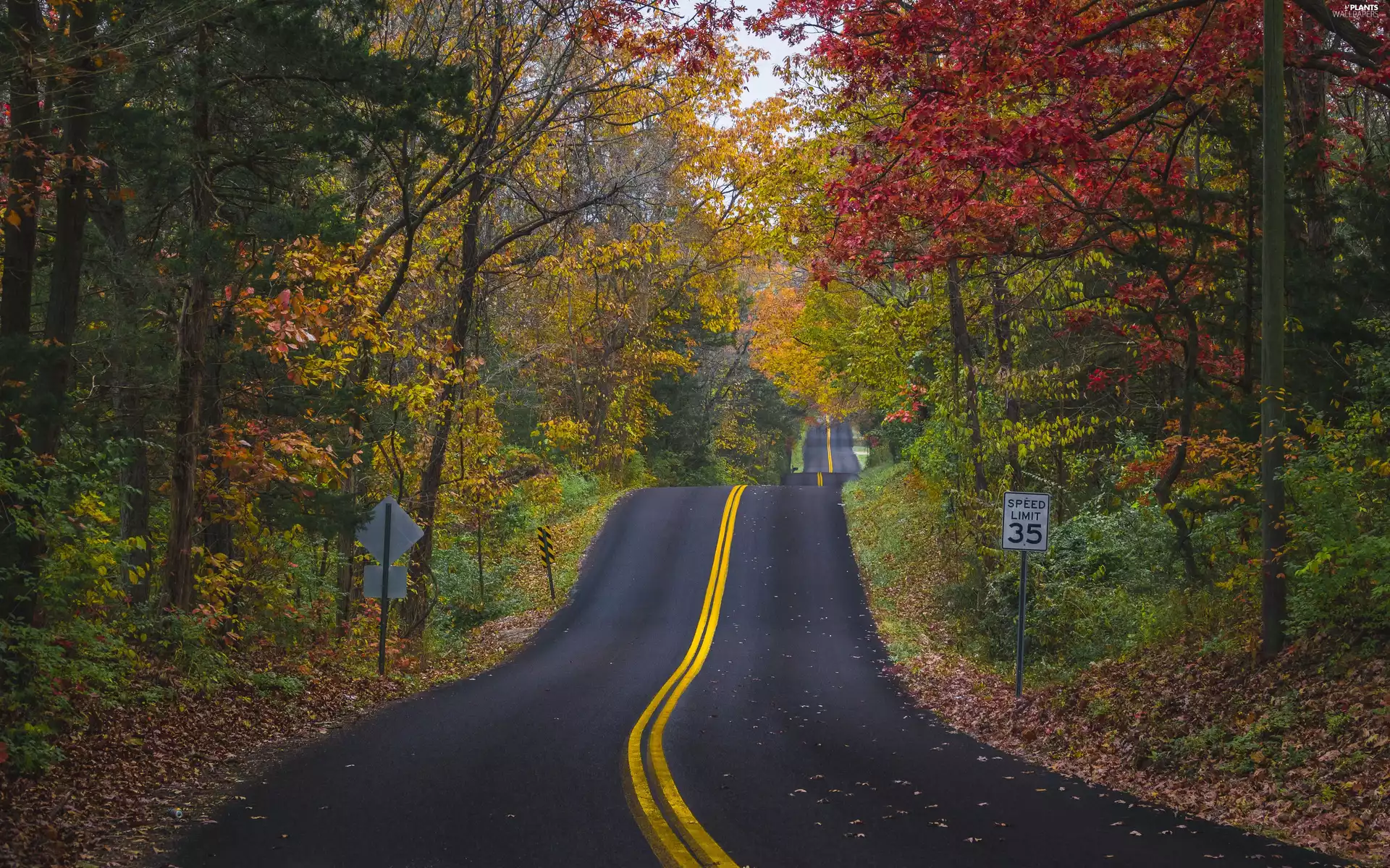 trees, asphalt, forest, autumn, viewes, Way