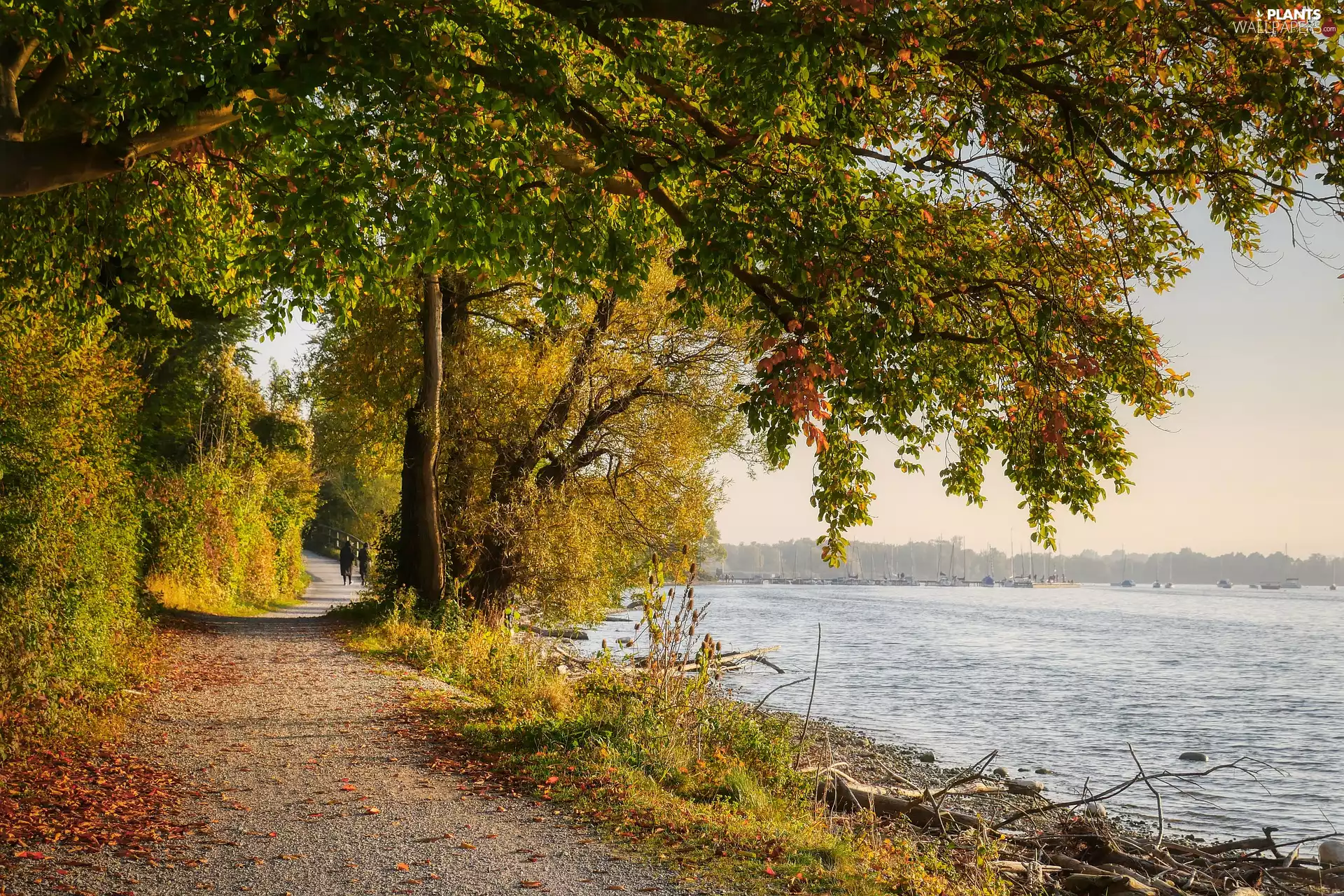 viewes, autumn, Way, trees, lake