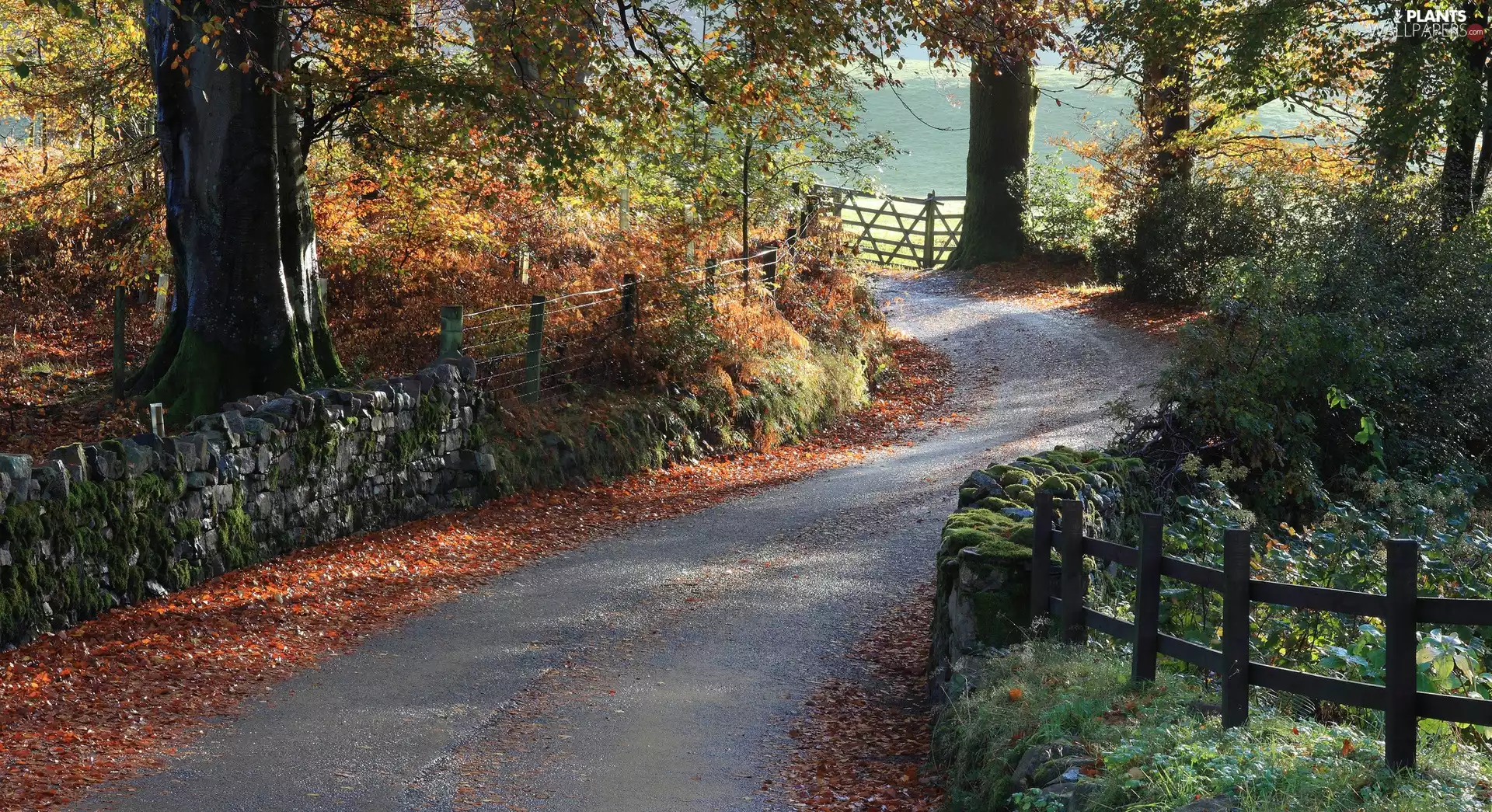lake, forest, Leaf, autumn, Mountains, Way
