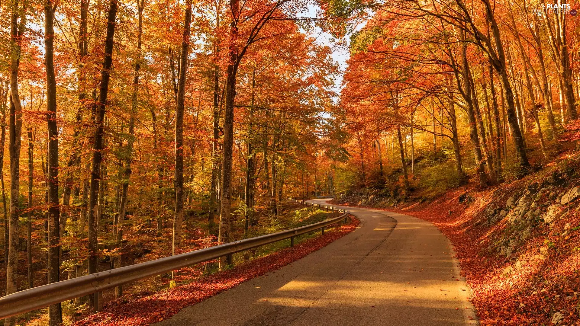 trees, forest, Leaf, autumn, viewes, Way
