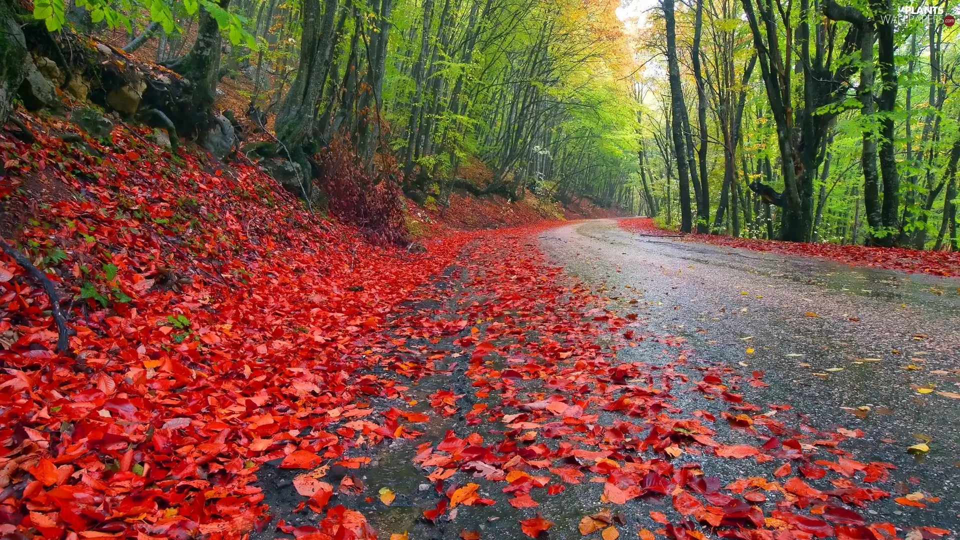 trees, Sky, Leaf, autumn, viewes, Way