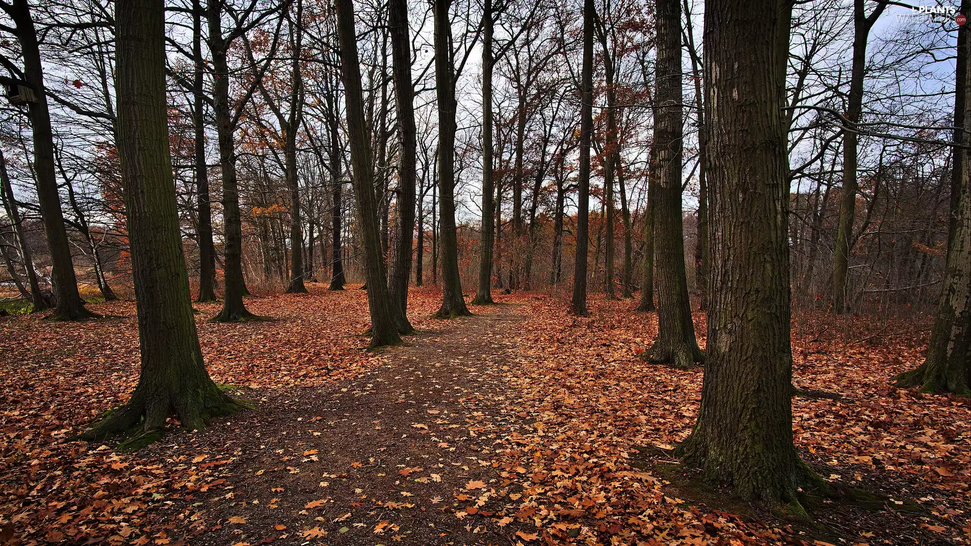 Leaf, forest, viewes, autumn, trees, Way