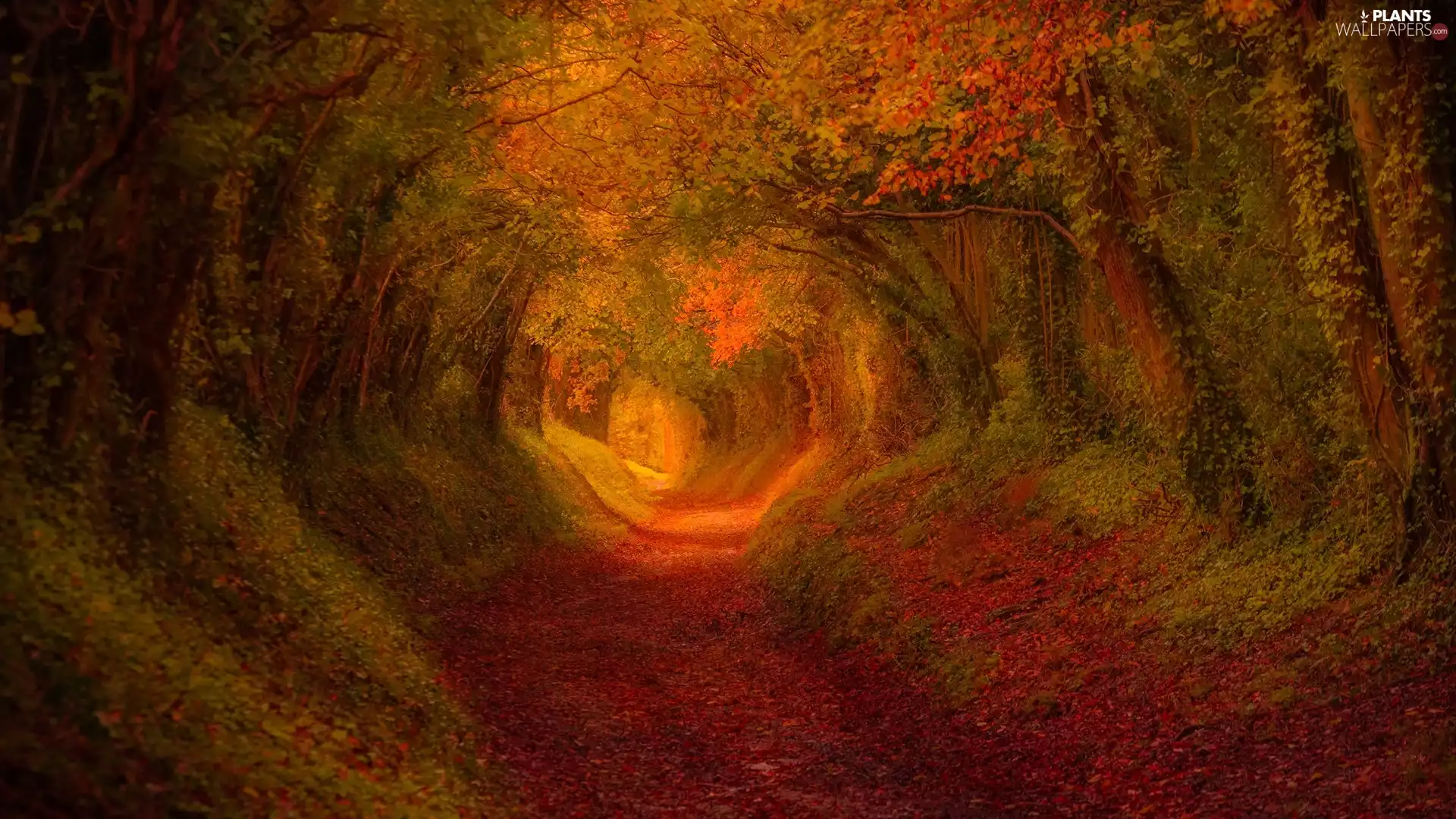 tunnel, forest, viewes, autumn, trees, Way