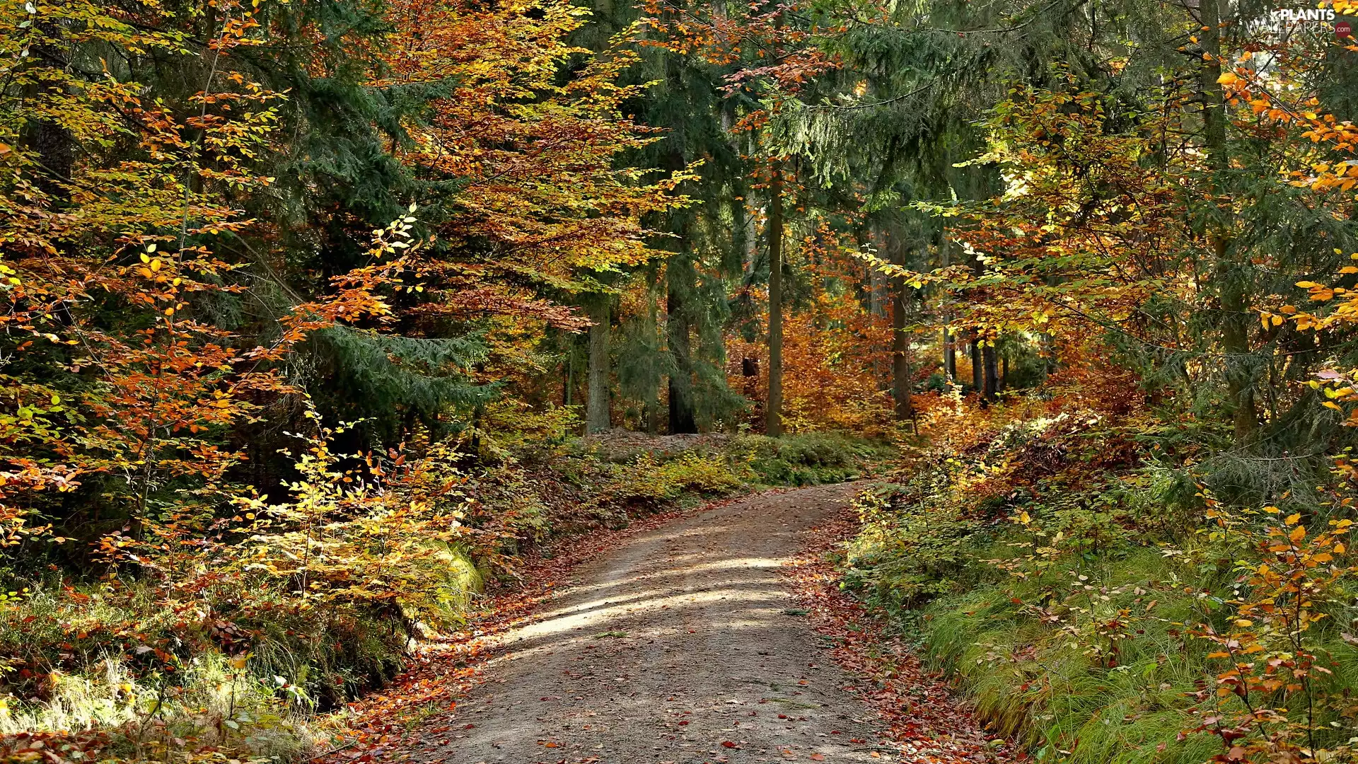 Yellowed, forest, viewes, autumn, trees, Way