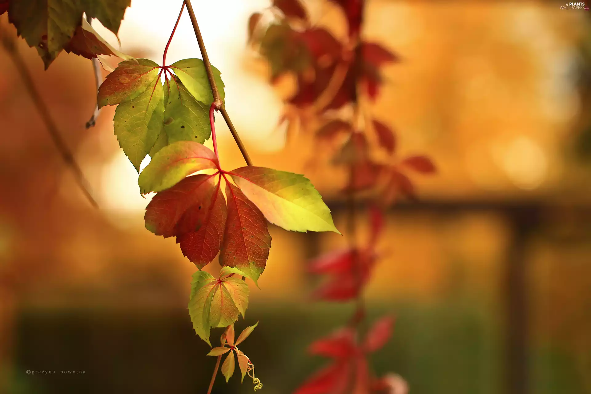 Leaf, autumn, Wine, Red, wild