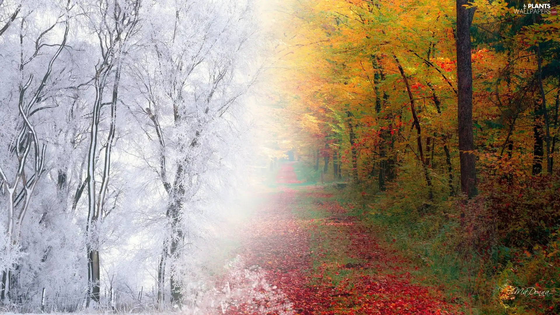autumn, winter, viewes, forest, trees