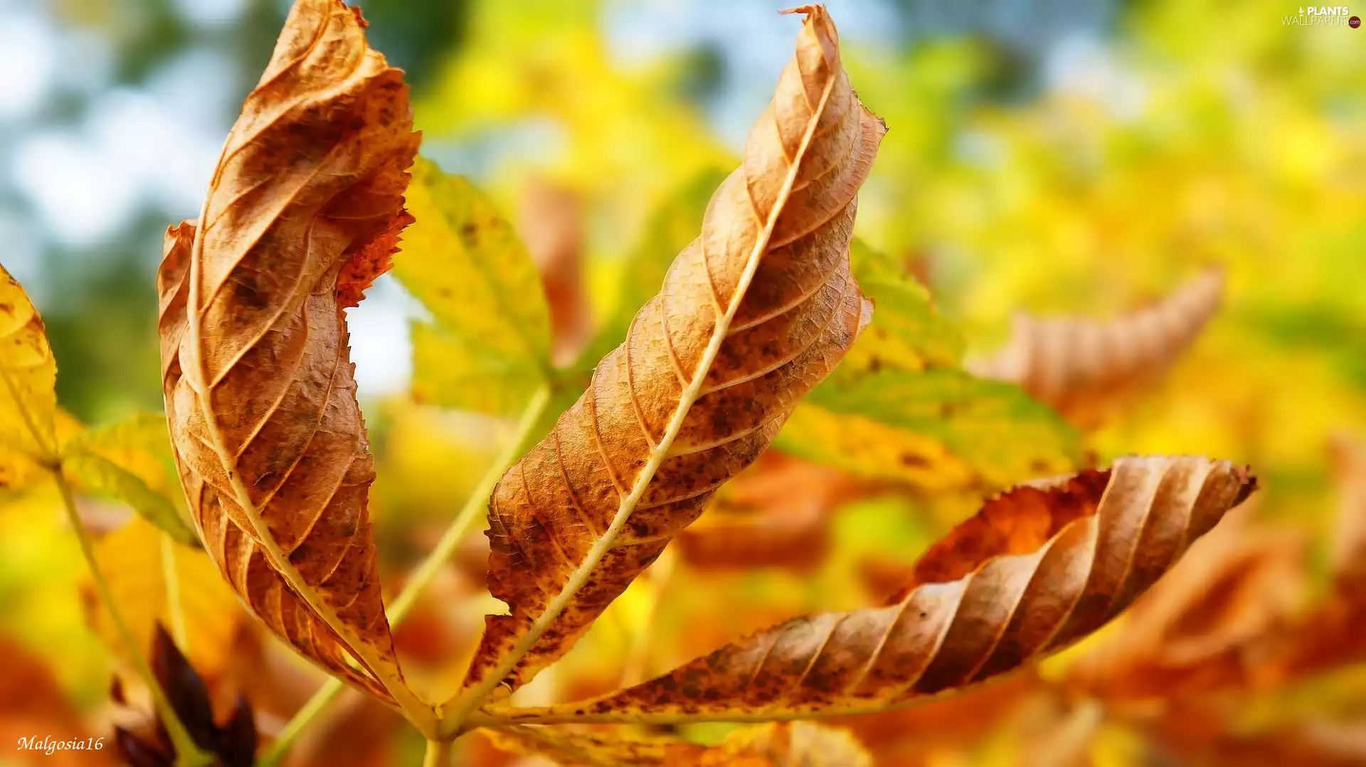 withered, leaf, chestnut, Autumn