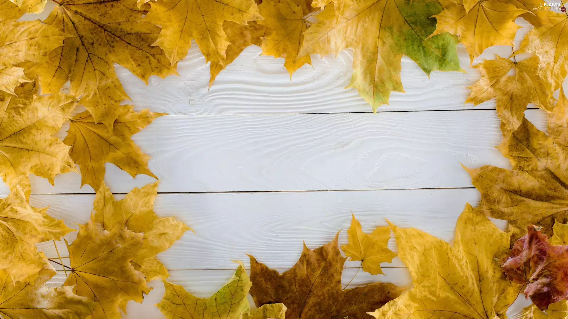 Yellow, Leaf, boarding, Autumn