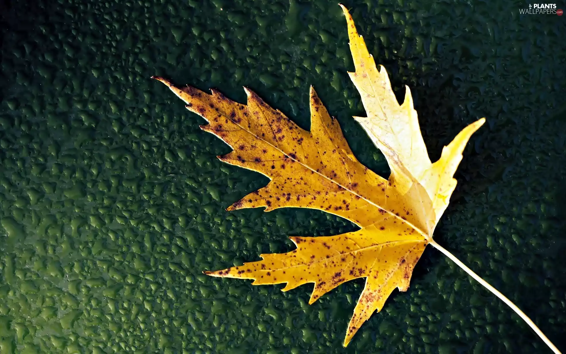 Yellow, leaf, drops, Autumn