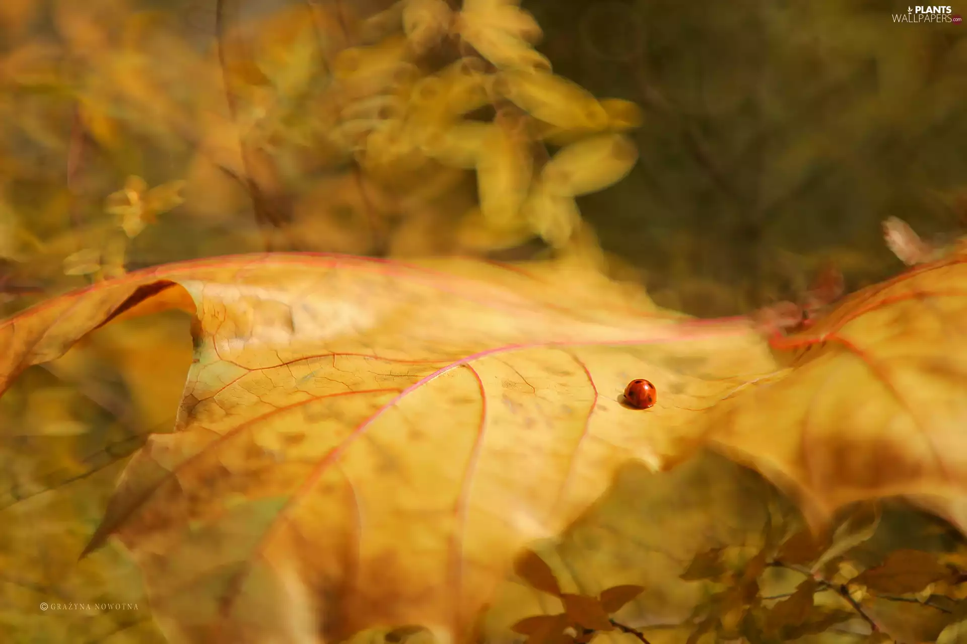 Yellow, leaf, ladybird, Autumn