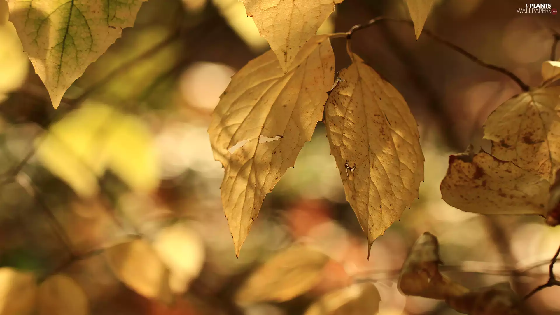 Autumn, Leaf, Yellow