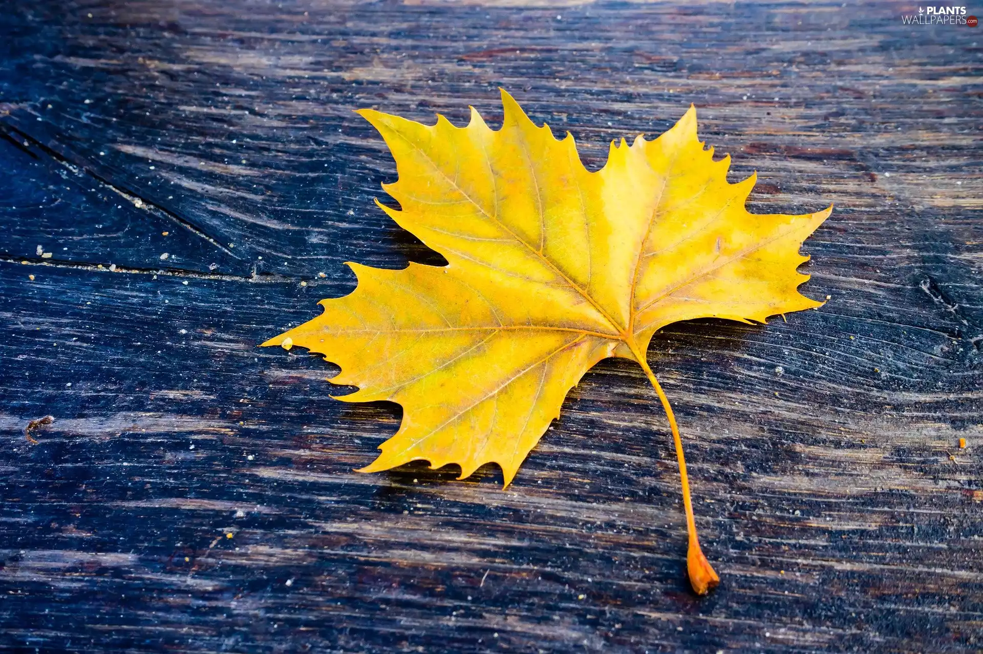 Yellow, leaf, maple, Autumn