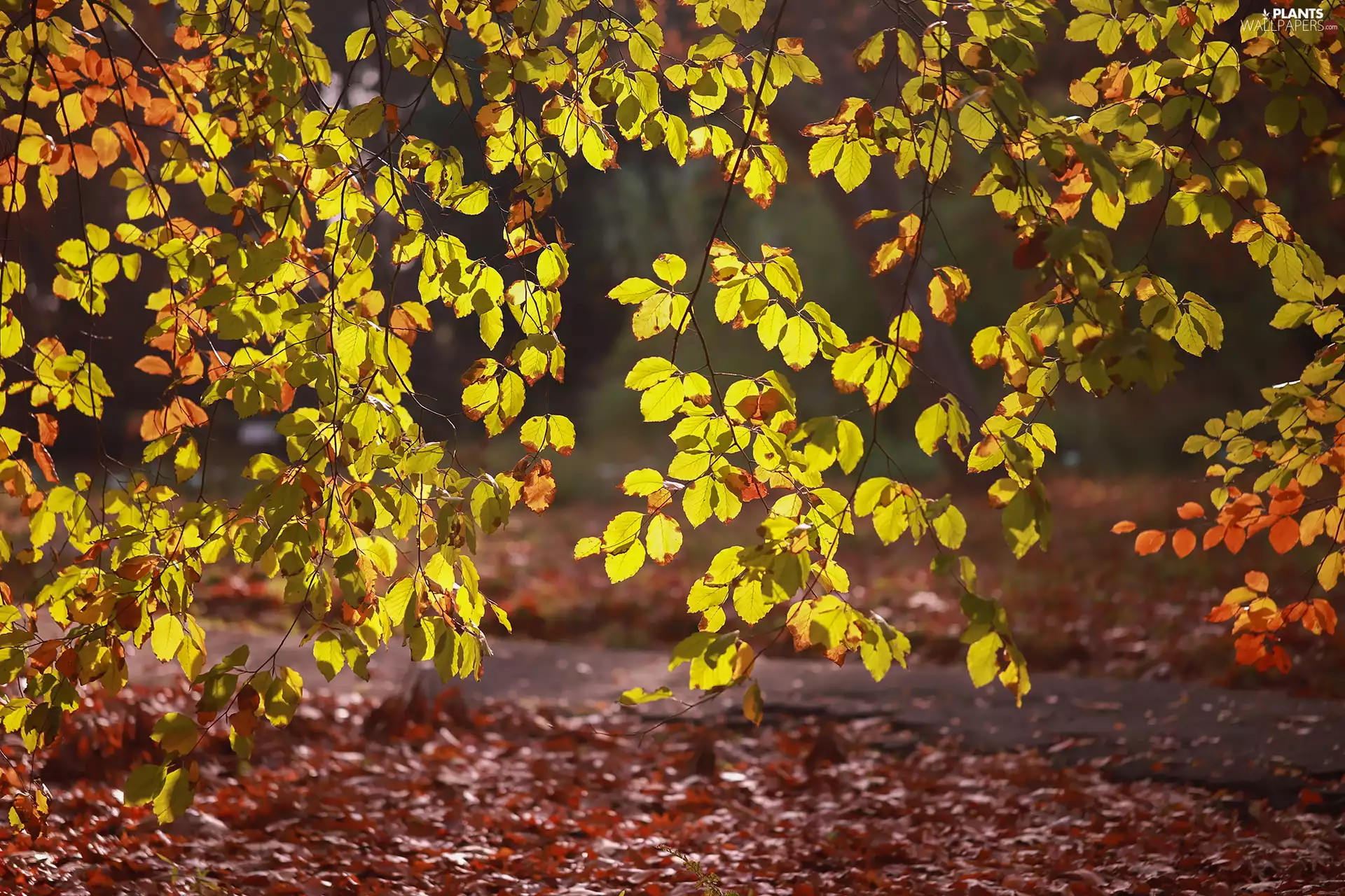 Yellow, Leaf, trees, Autumn