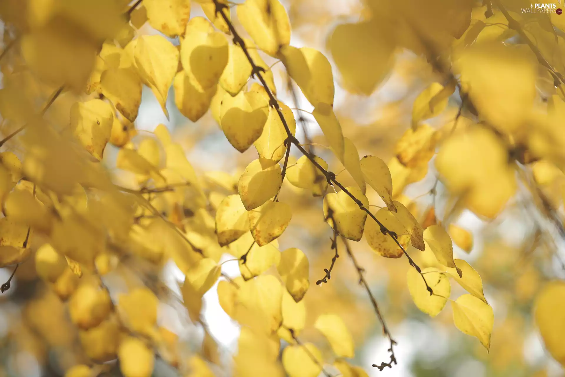 Yellow, Leaf, twig, Autumn