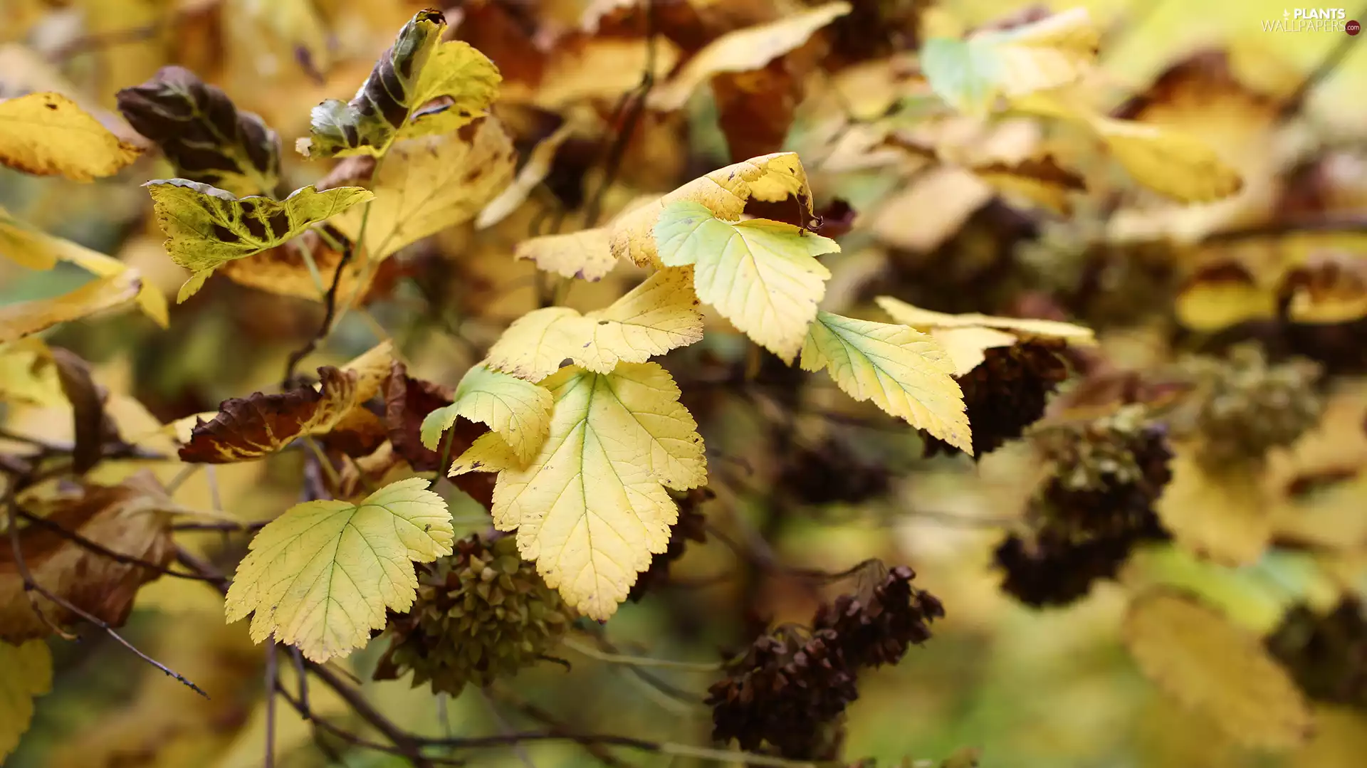 Yellow, Leaf, Twigs, Autumn