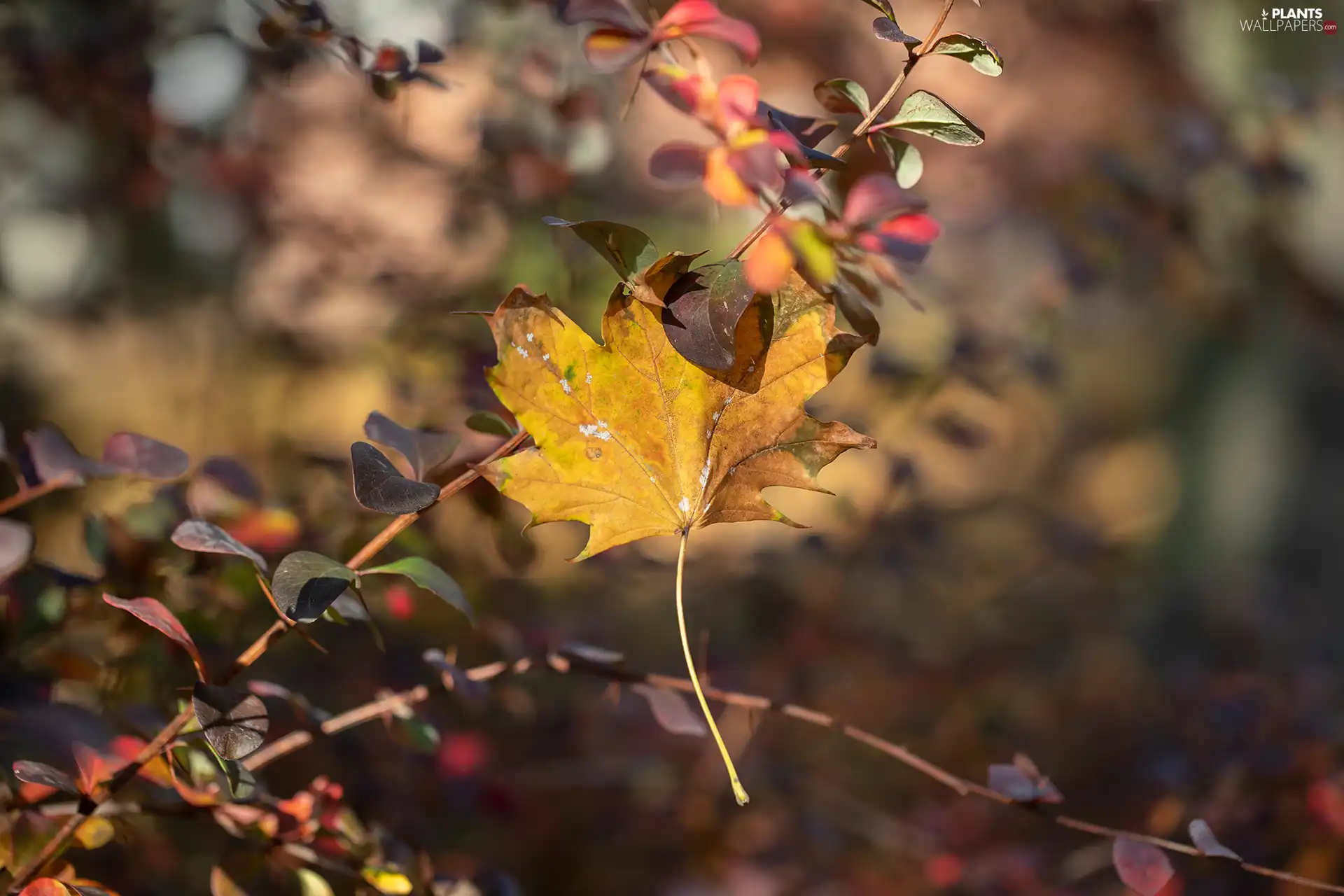 Yellow, leaf, Twigs, Autumn