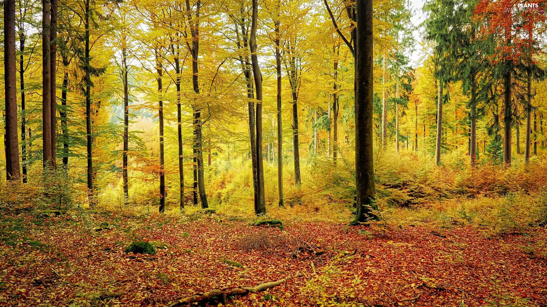 viewes, autumn, Yellowed, trees, forest