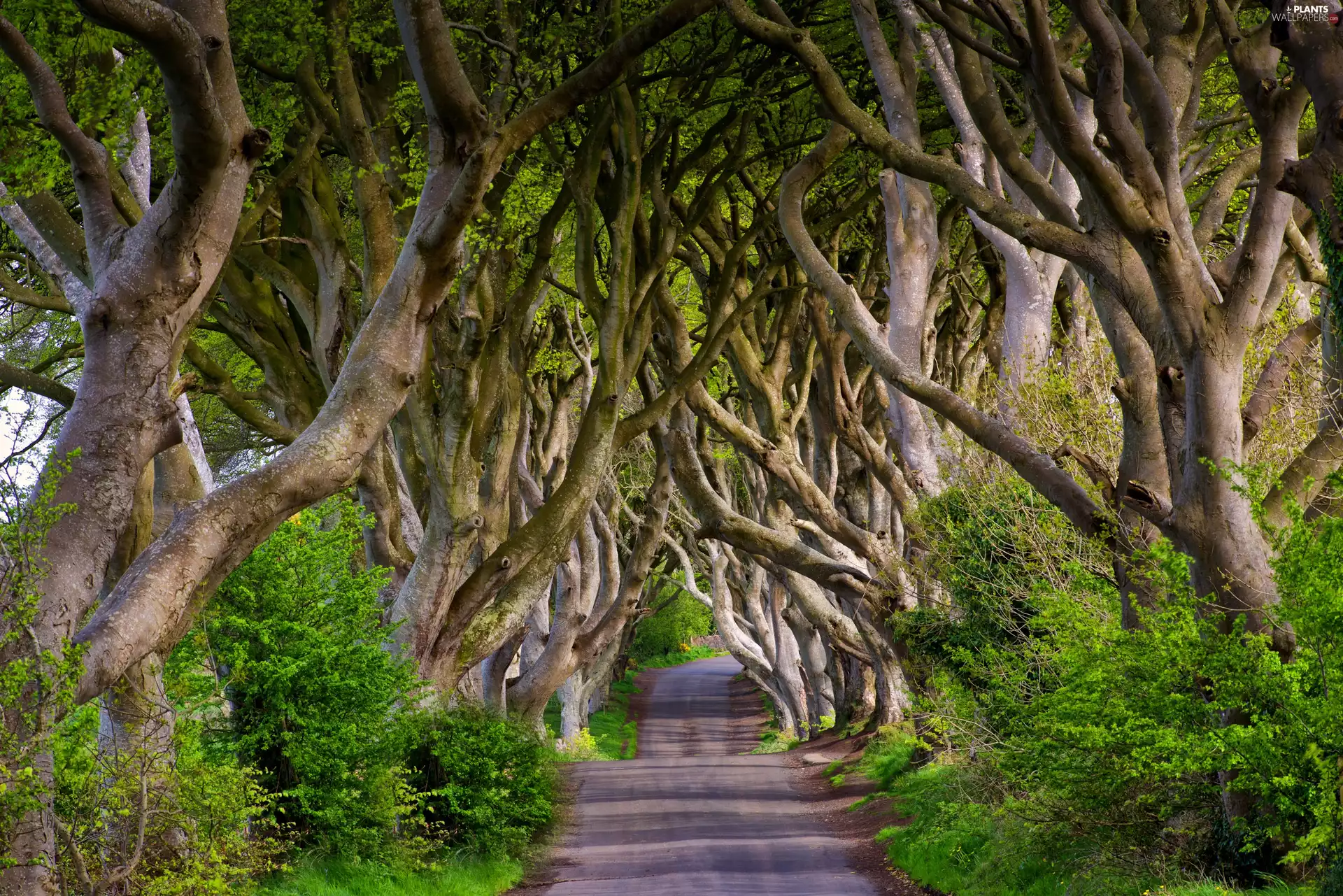 Way, County Antrim, viewes, Dark Hedges Avenue, Northern Ireland, trees, Beeches