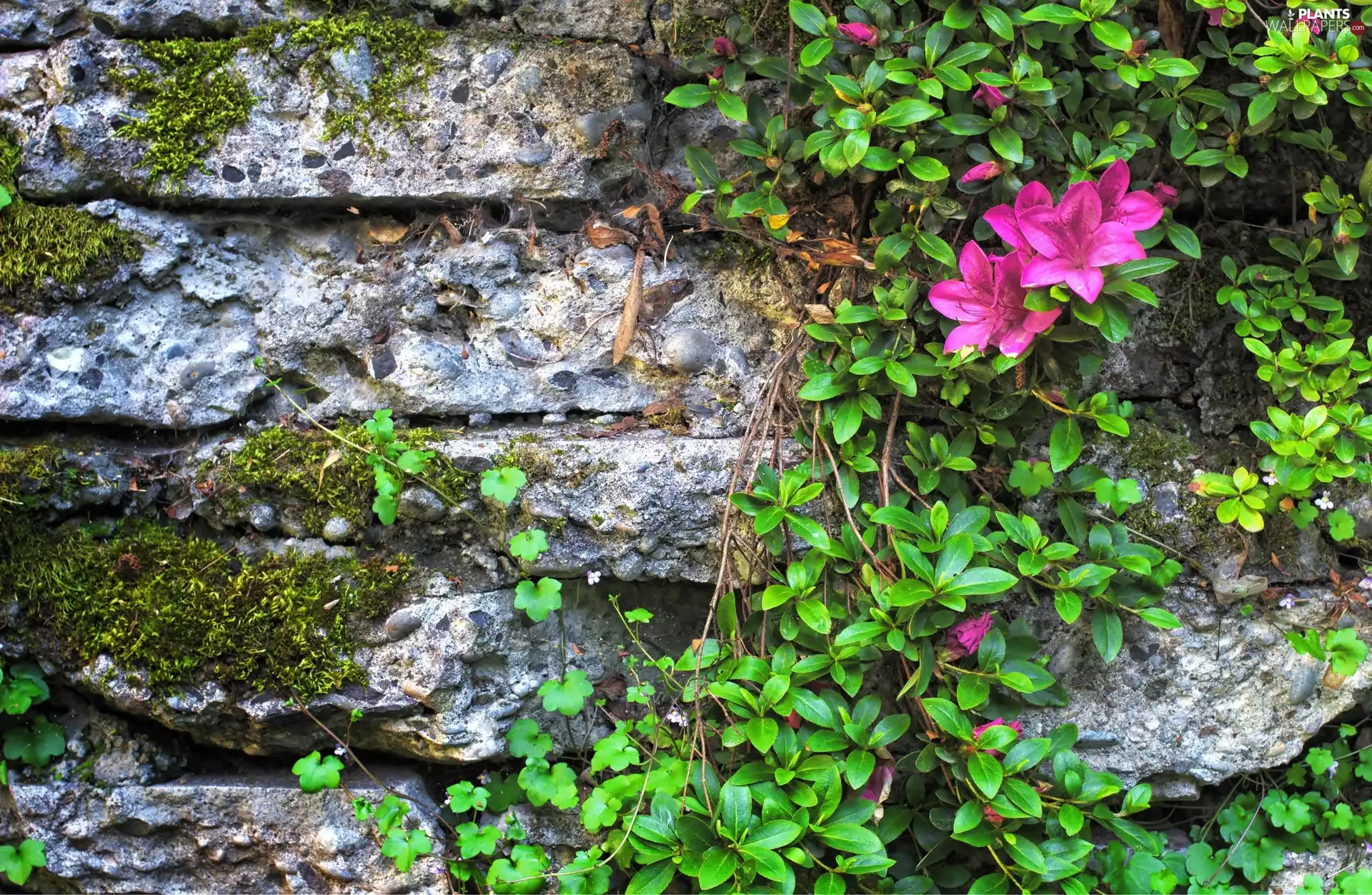 Moss, wall, rhododendron, azalea, Leaf, Climbers