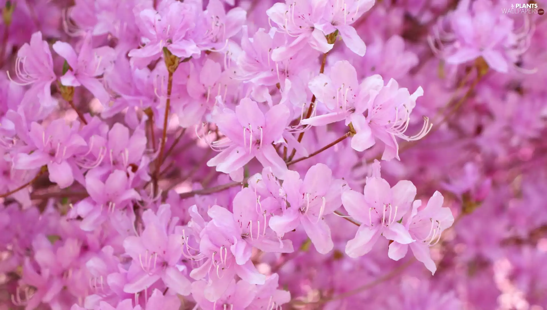 Flowers, rhododendron, Twigs, azalea