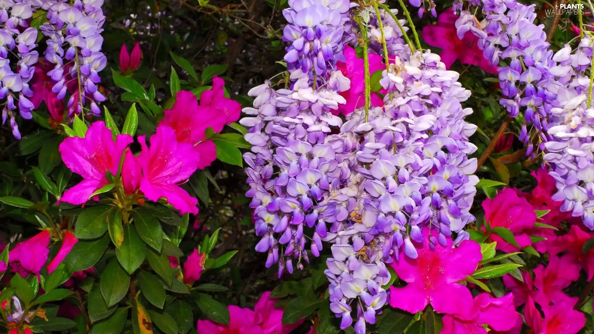 Flowers, rhododendron, wistaria, azalea