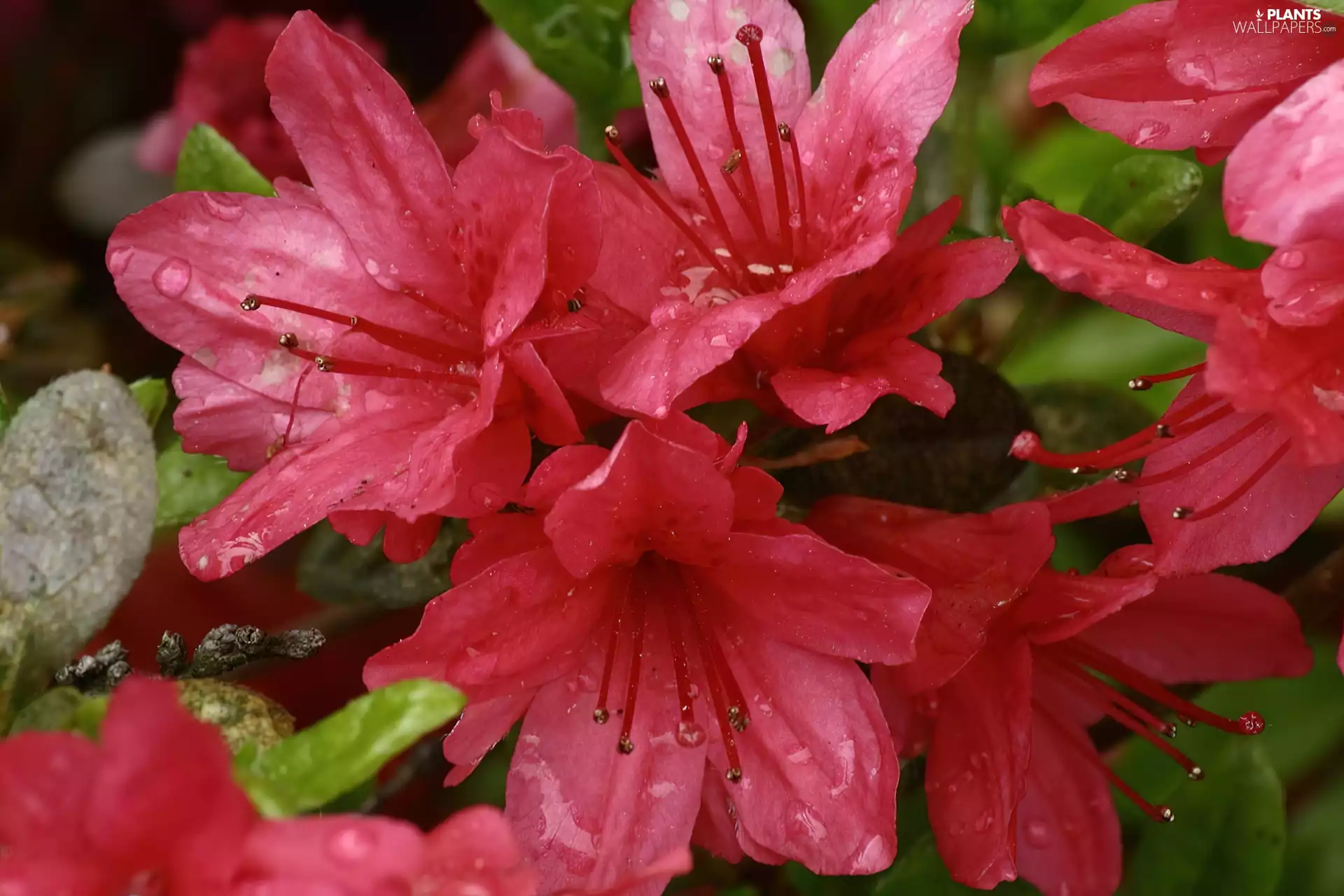 azalea, rhododendron