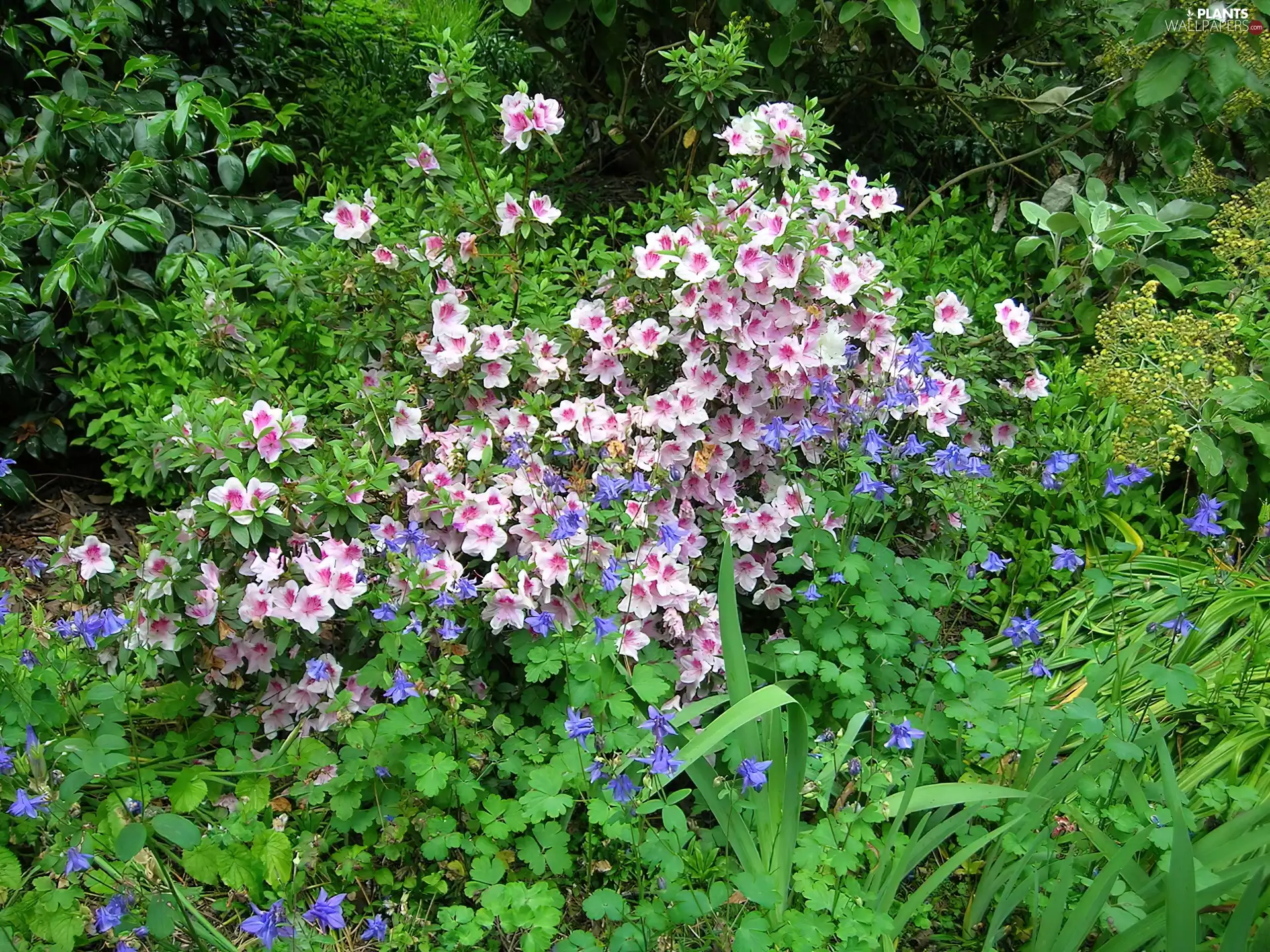 azalea, rhododendron