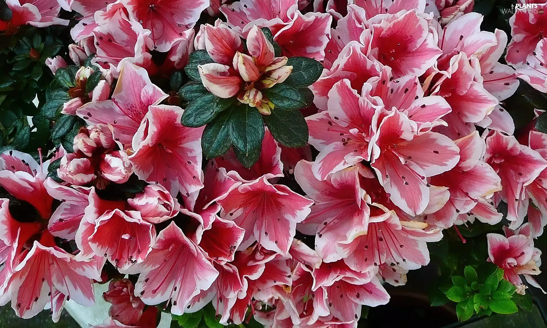 rhododendron, Colourfull Flowers, azalea