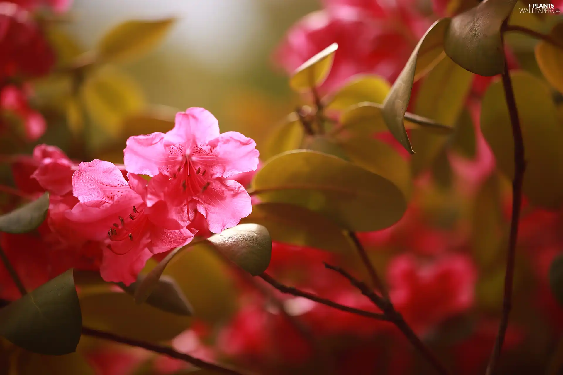 rhododendron, Pink, Flowers, azalea