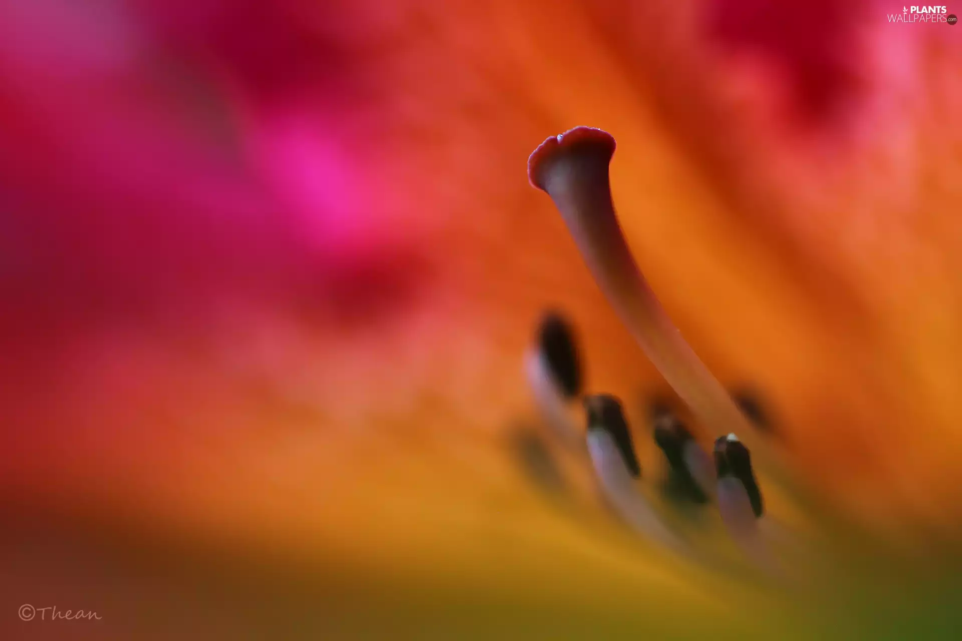 rhododendron, interior, post, azalea