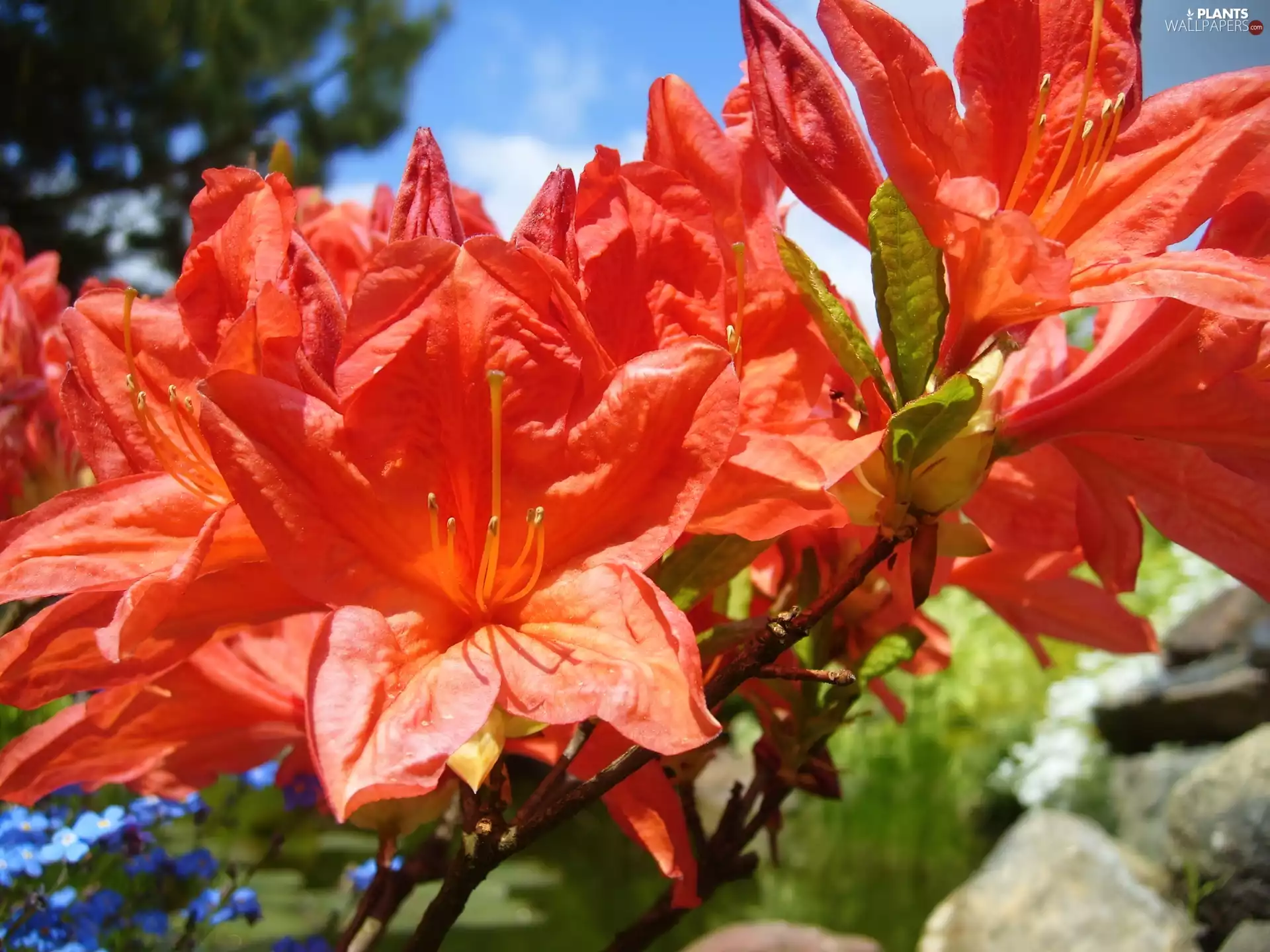 azalea, rhododendron
