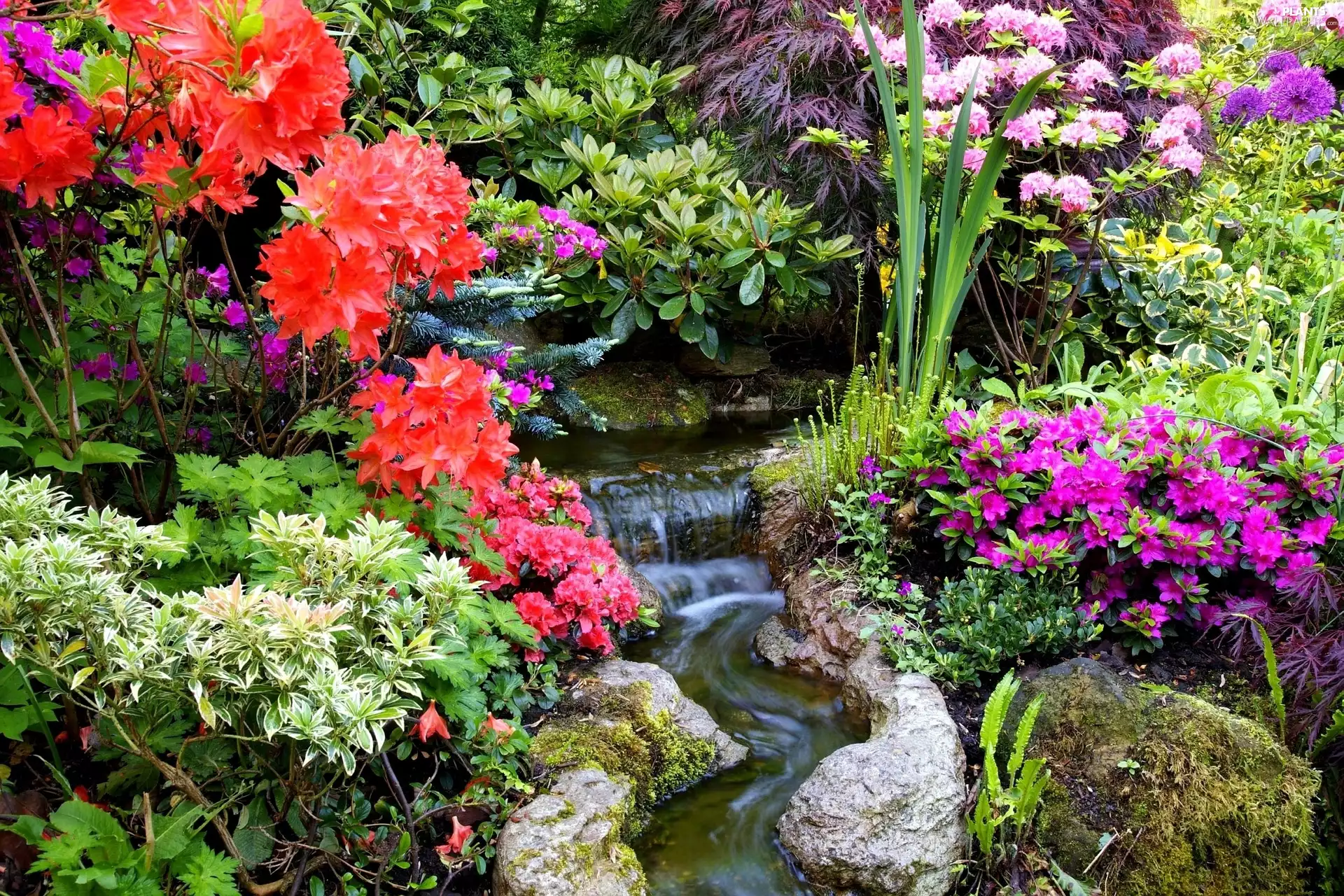Rhododendron, Azaleas, cascade, color, Garden