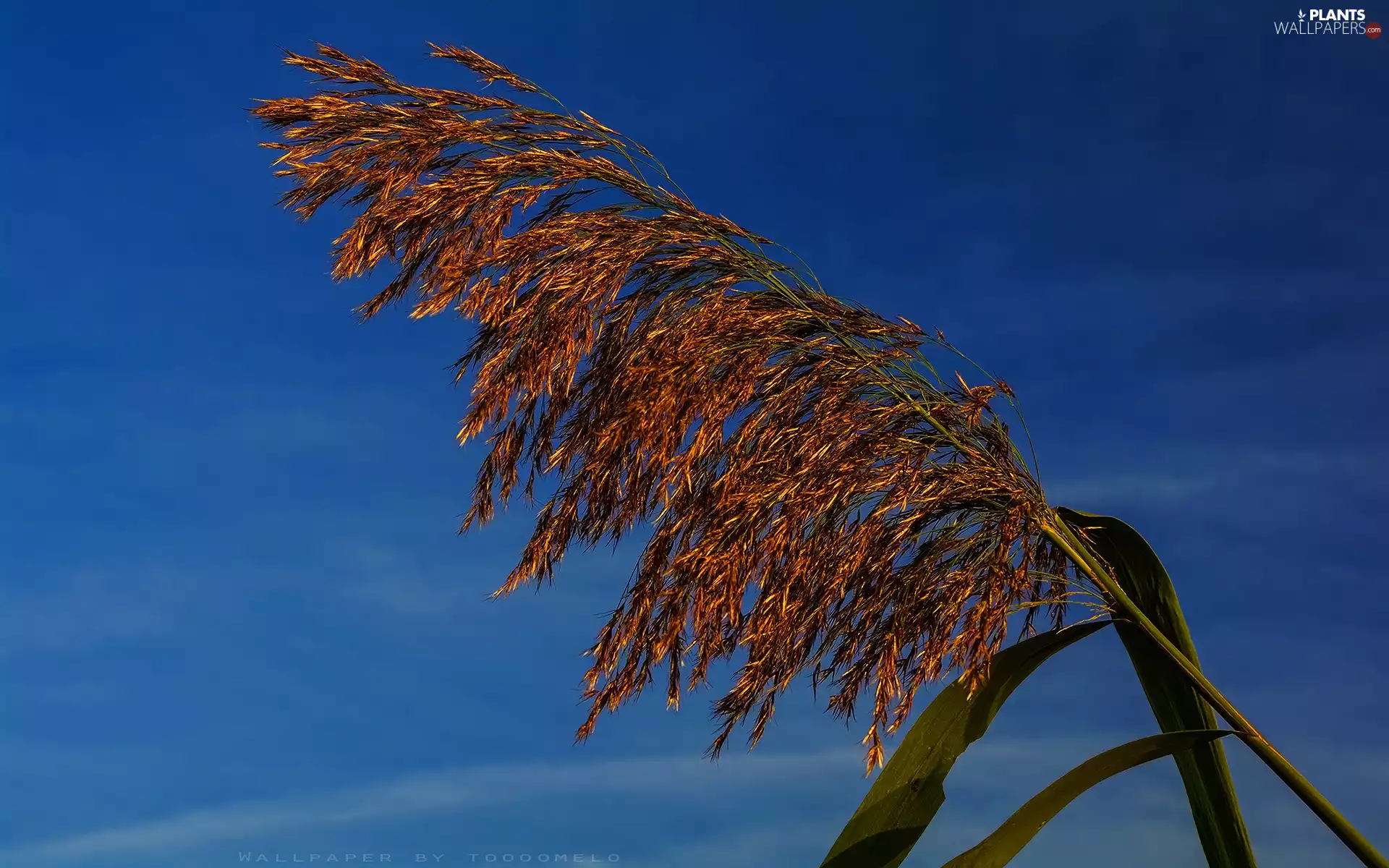 Common Red, Sky, azure, Phragmites Australis