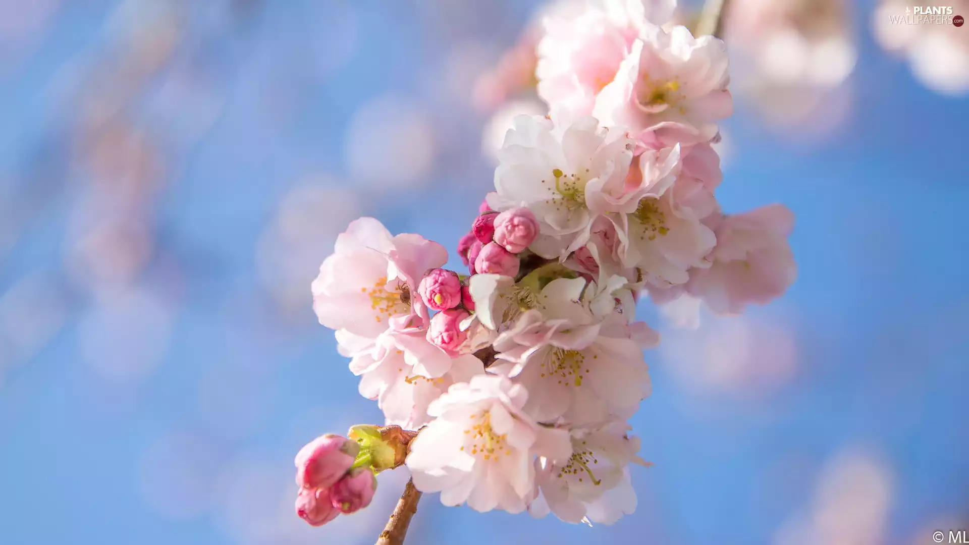 Fruit Tree, blue background, Pink, Flowers, twig
