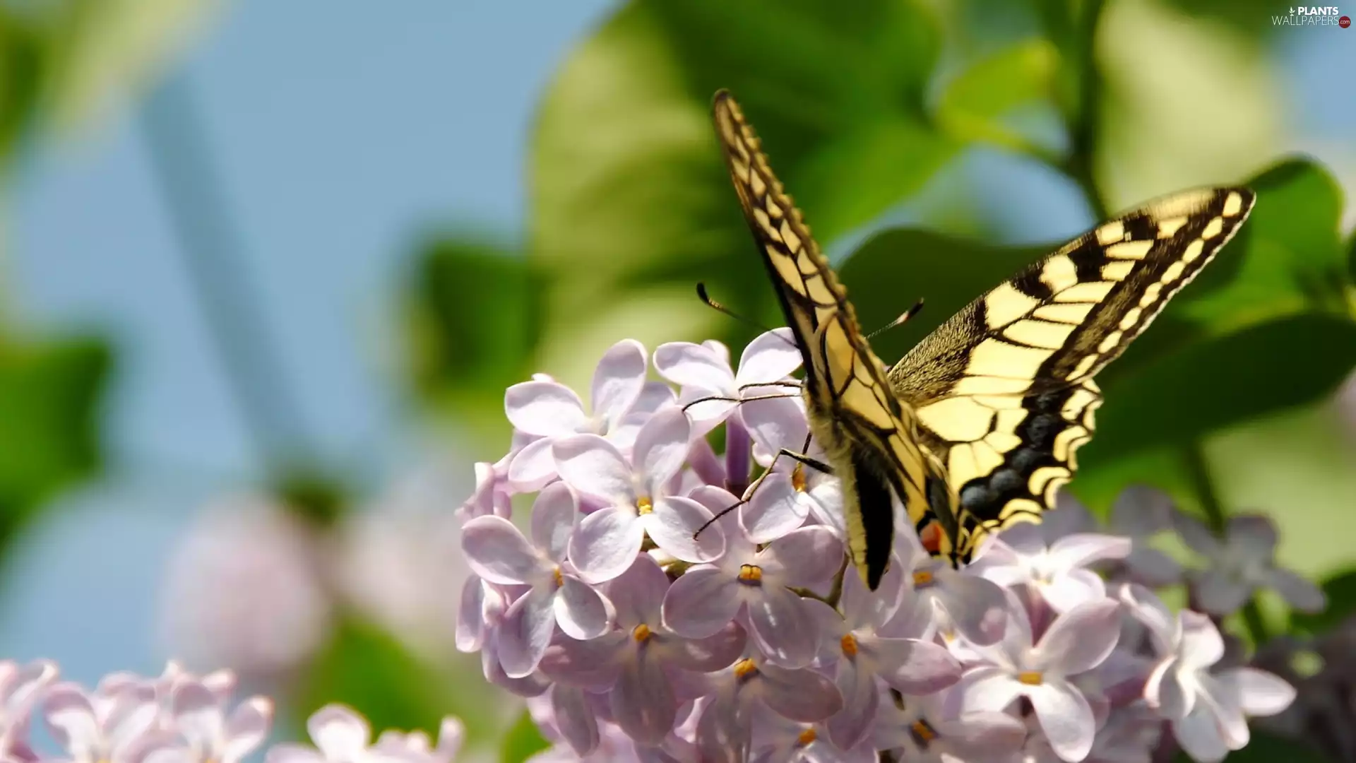 page, without, fuzzy, background, queen, butterfly