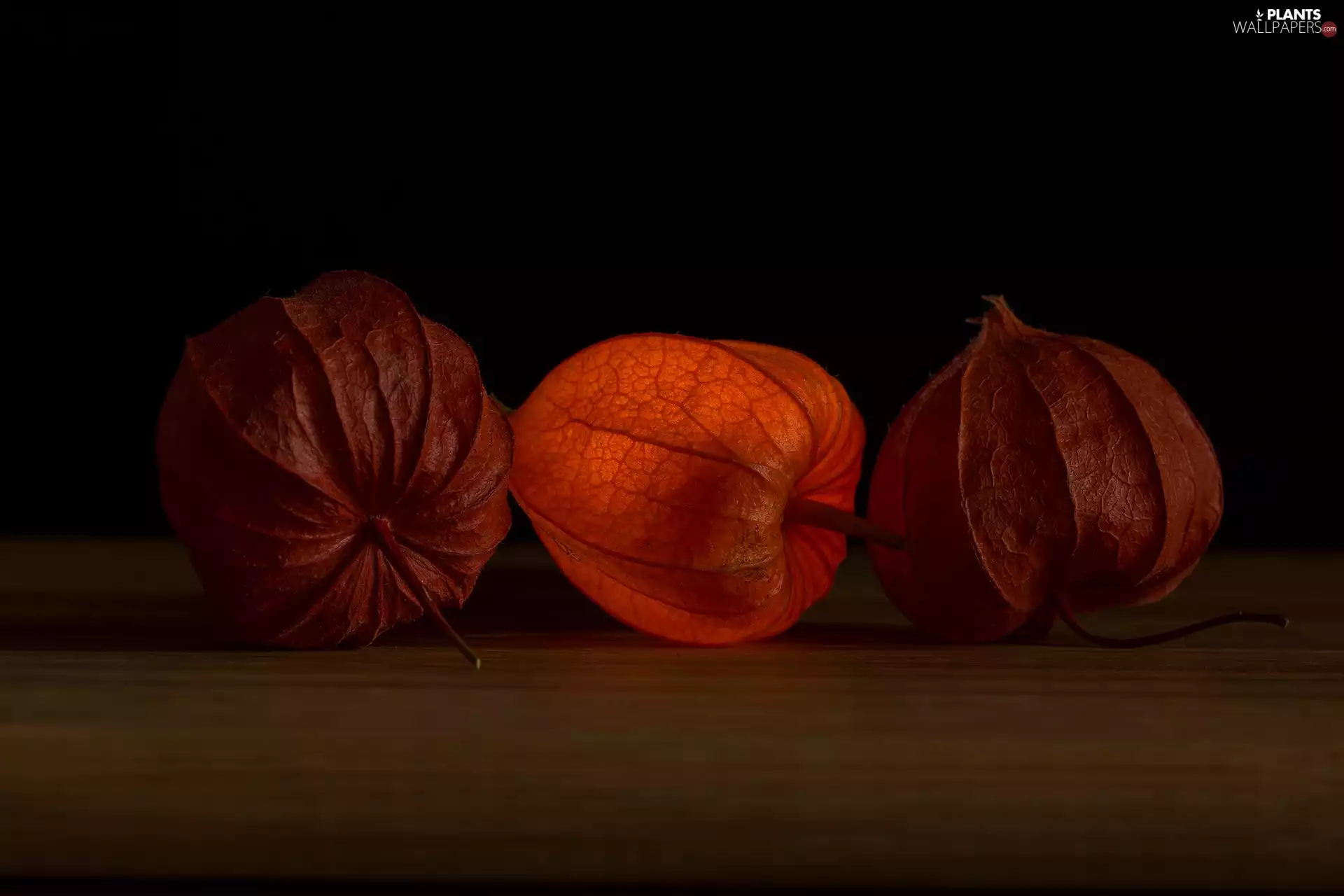 background, Tomatillo, dark