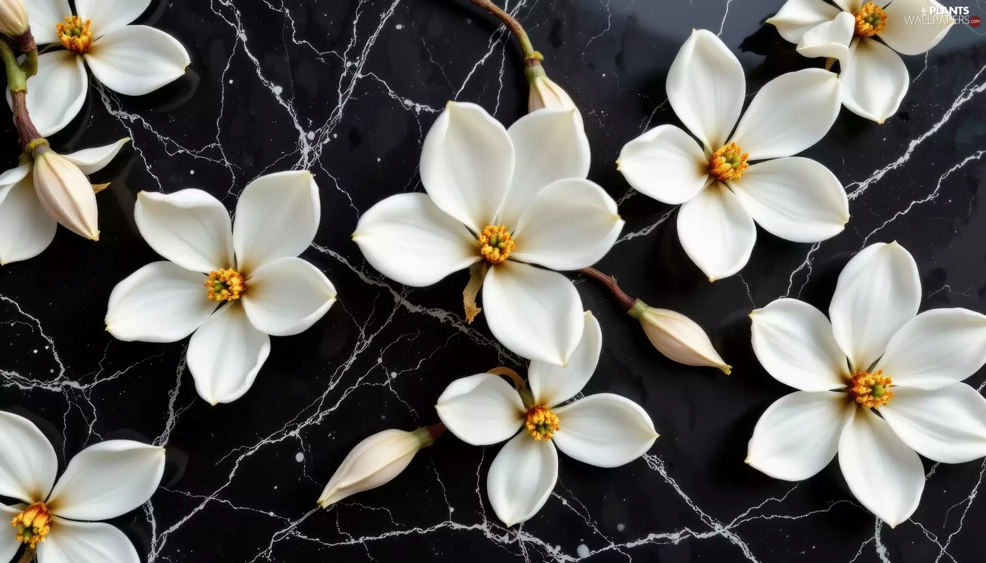 Black, background, Flowers, Magnolia, White