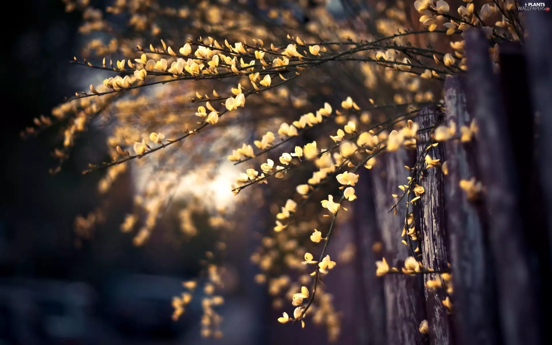 fuzzy, Scotch Broom, background