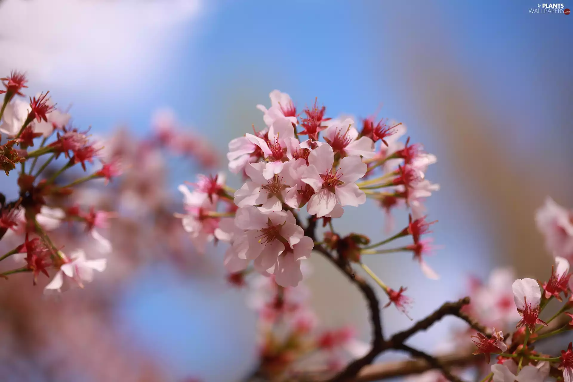 Flowers, twig, fuzzy, background, Fruit Tree, Pink