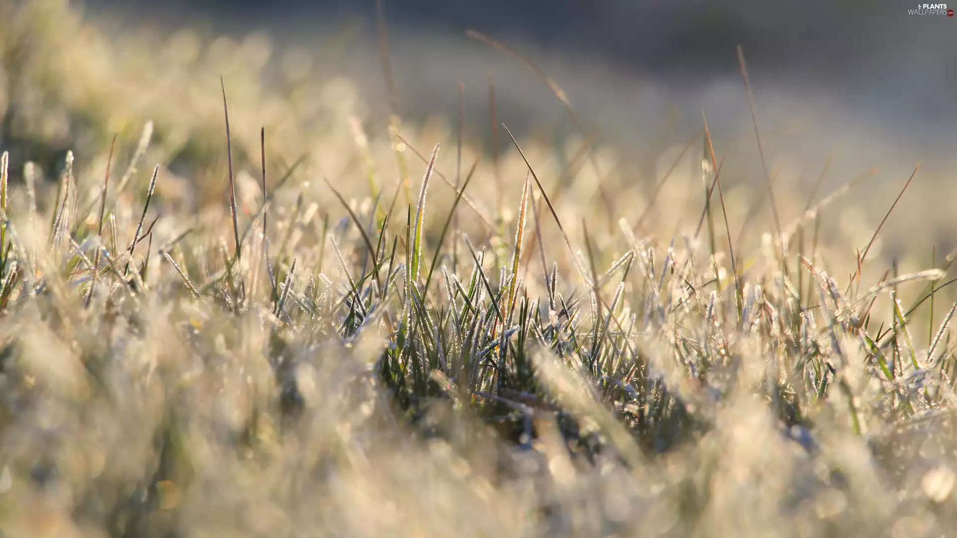 blurry background, grass, White frost