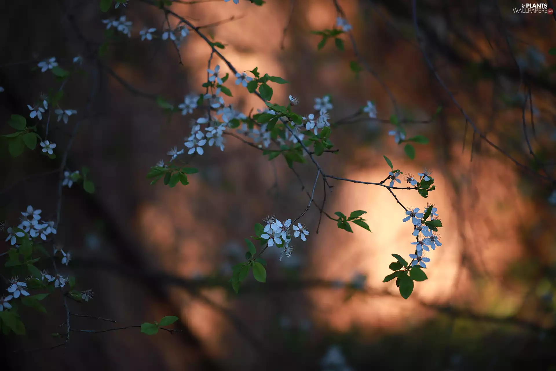 Flowers, Twigs, illuminated, background, Fruit Tree, White