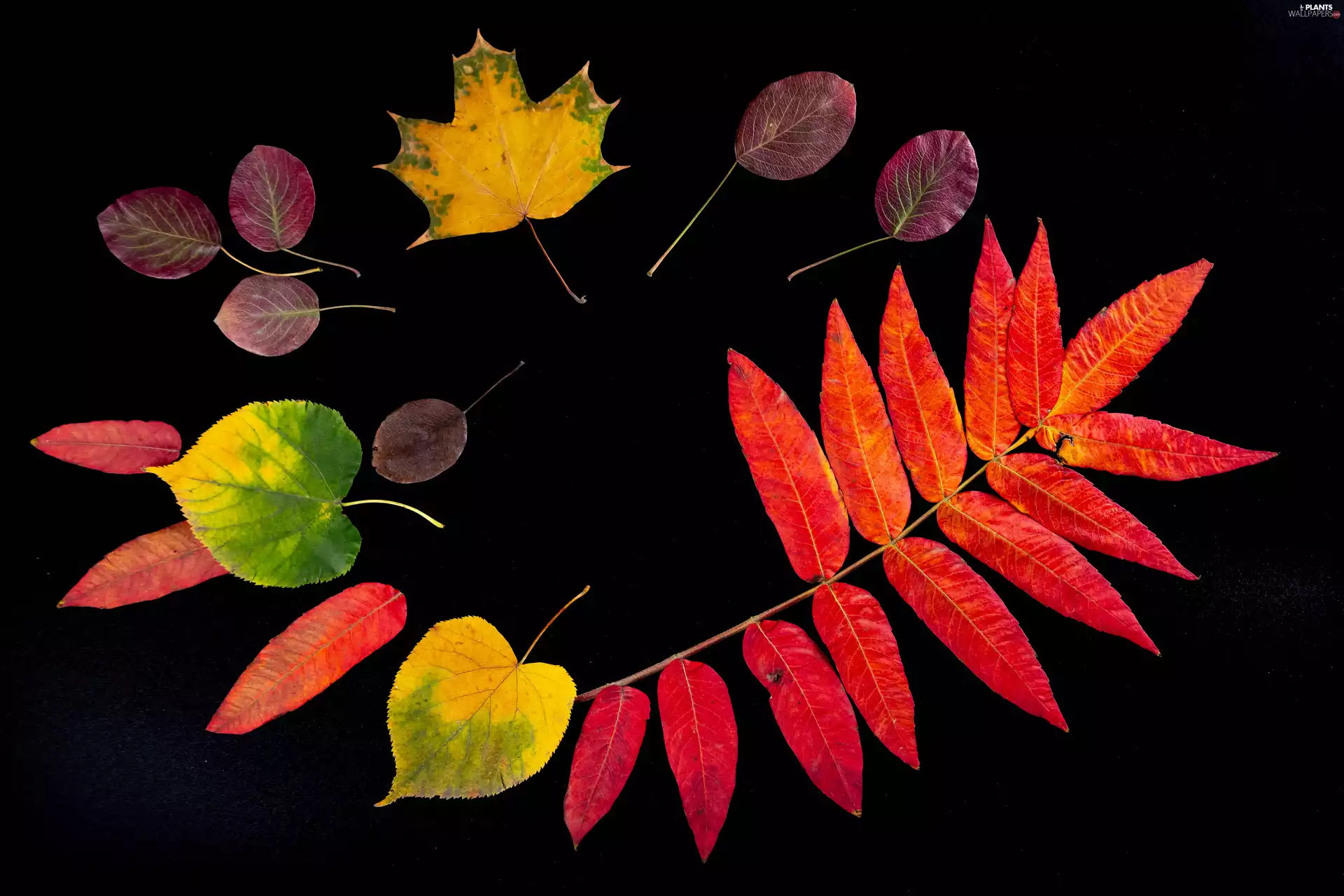 Black, background, Leaf, color, autumn