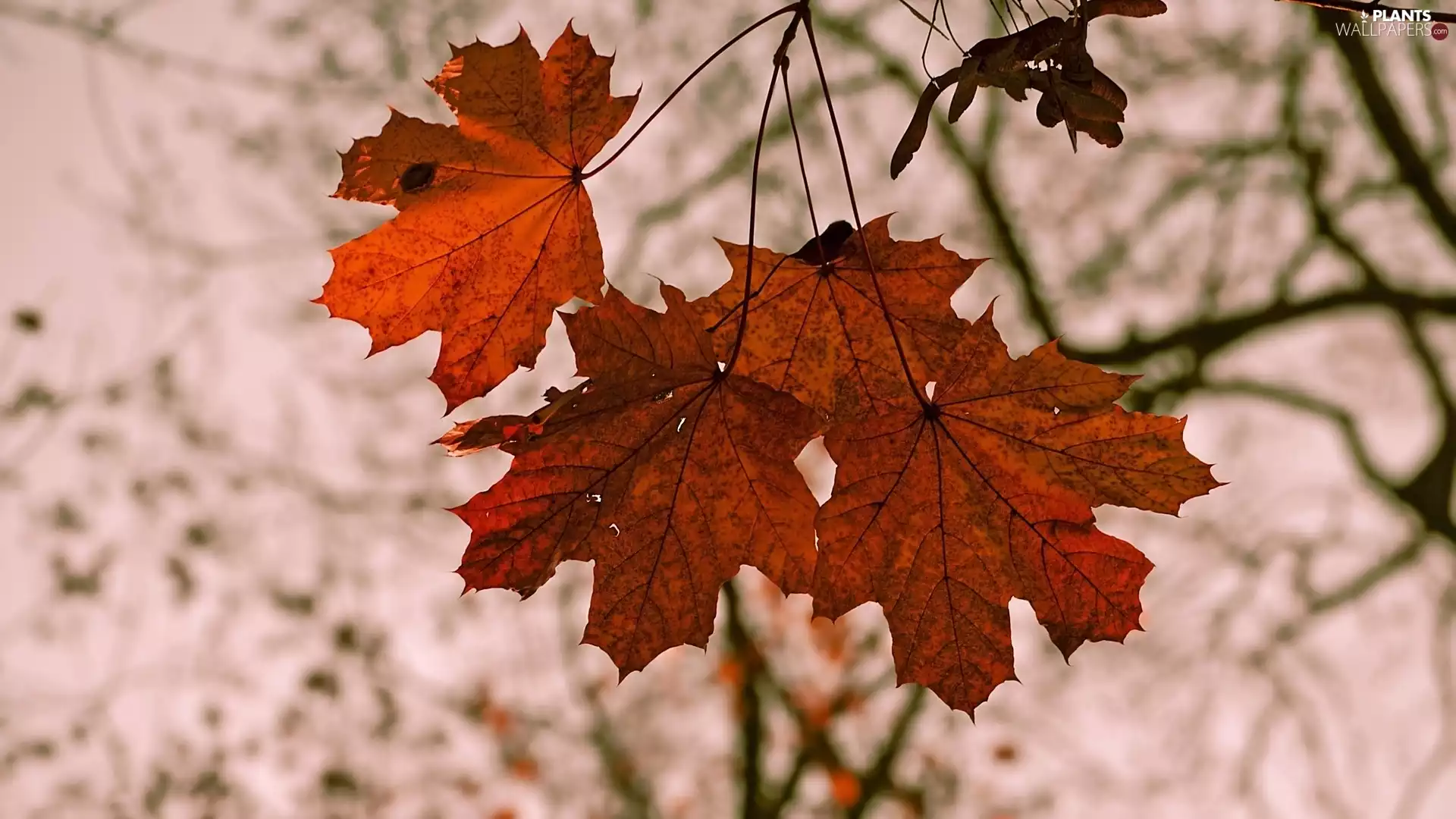 fuzzy, background, Leaf, maple, autumn
