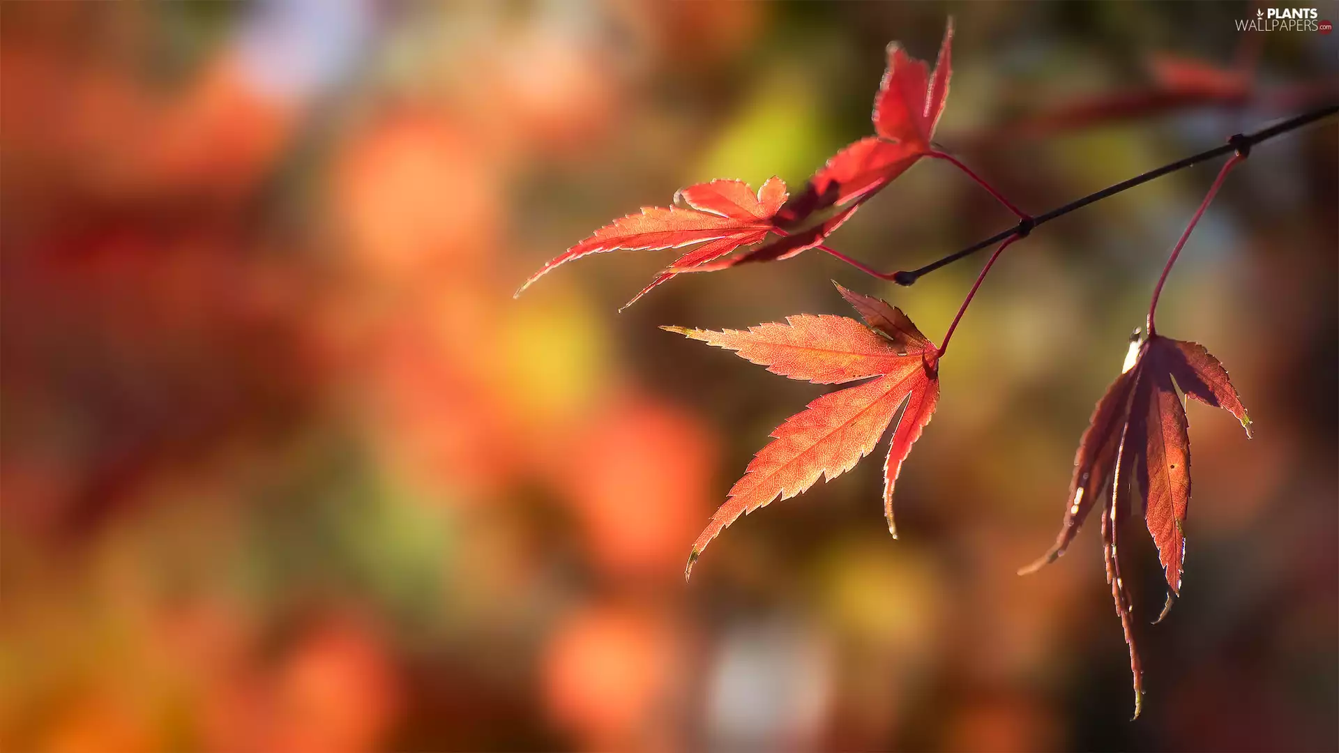 fuzzy, background, Leaf, maple, Autumn