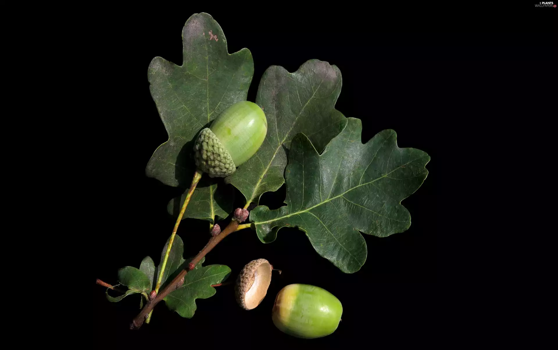 Black, background, oak, Acorns, Leaf
