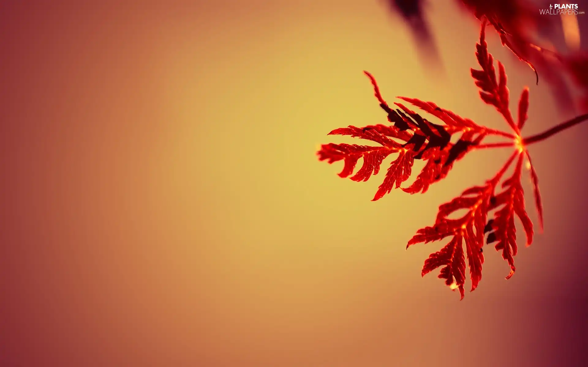 background, leaf, Orange